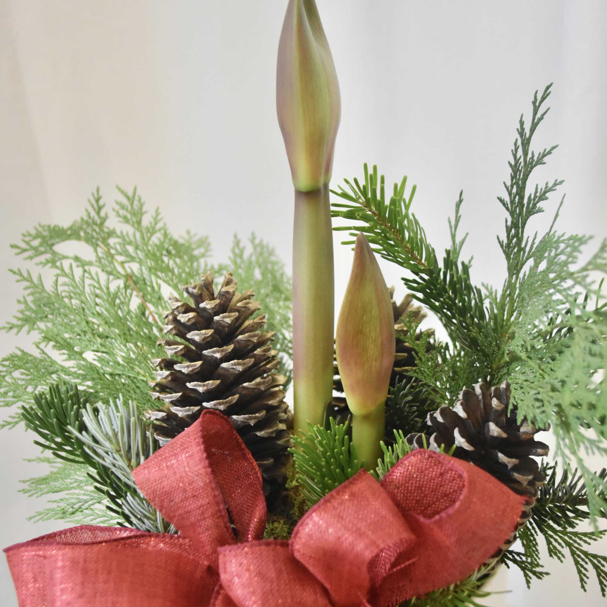 Bring the festivities to your home with our Elegant Amaryllis! Planted in