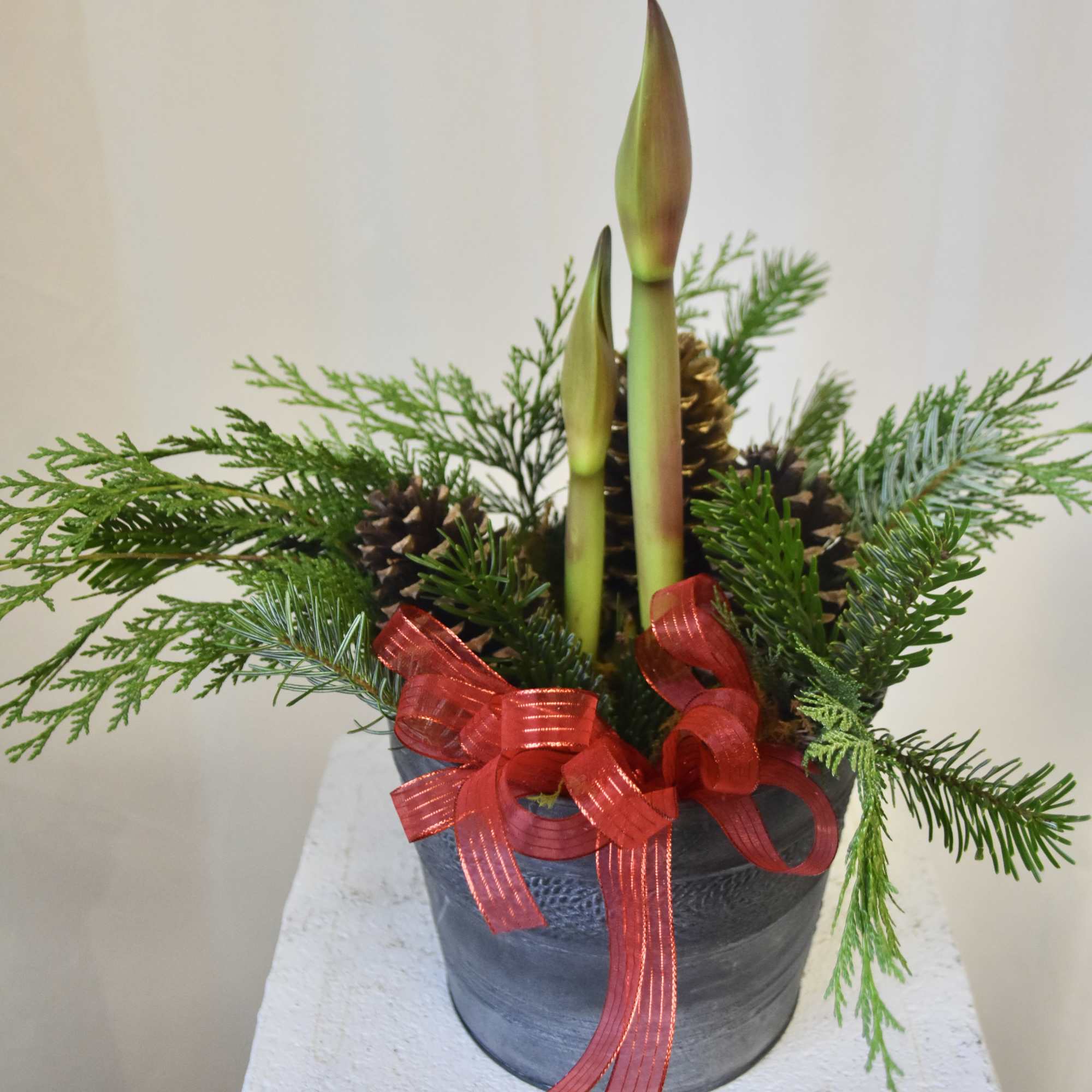 Bring the festivities to your home with our Elegant Amaryllis! Planted in