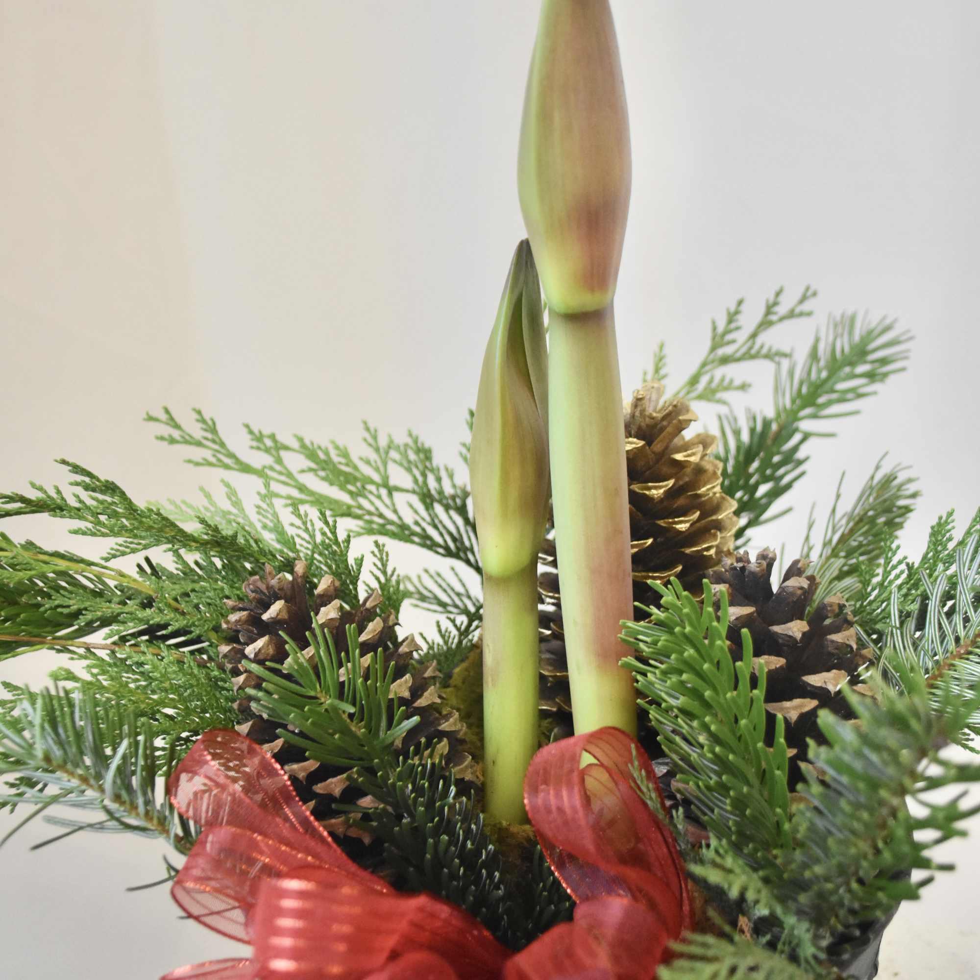 Bring the festivities to your home with our Elegant Amaryllis! Planted in