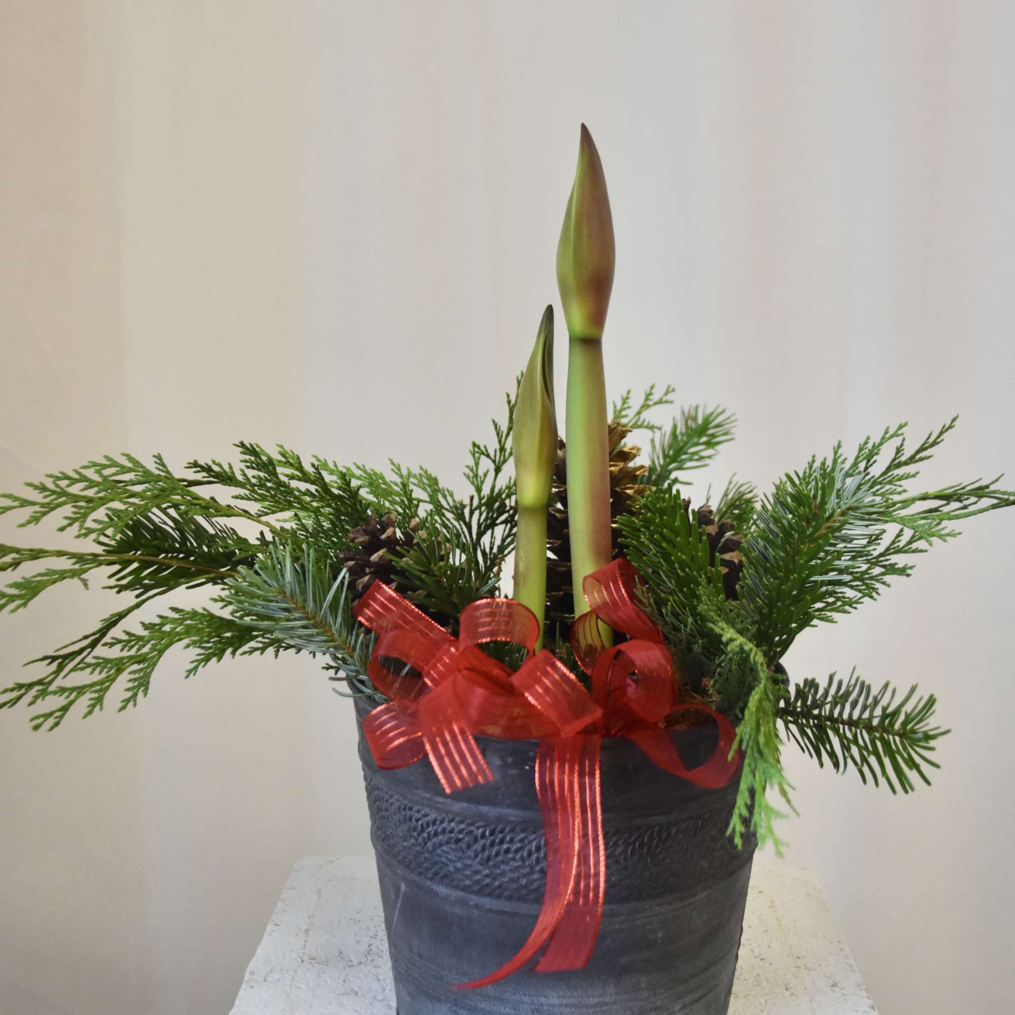 Bring the festivities to your home with our Elegant Amaryllis! Planted in