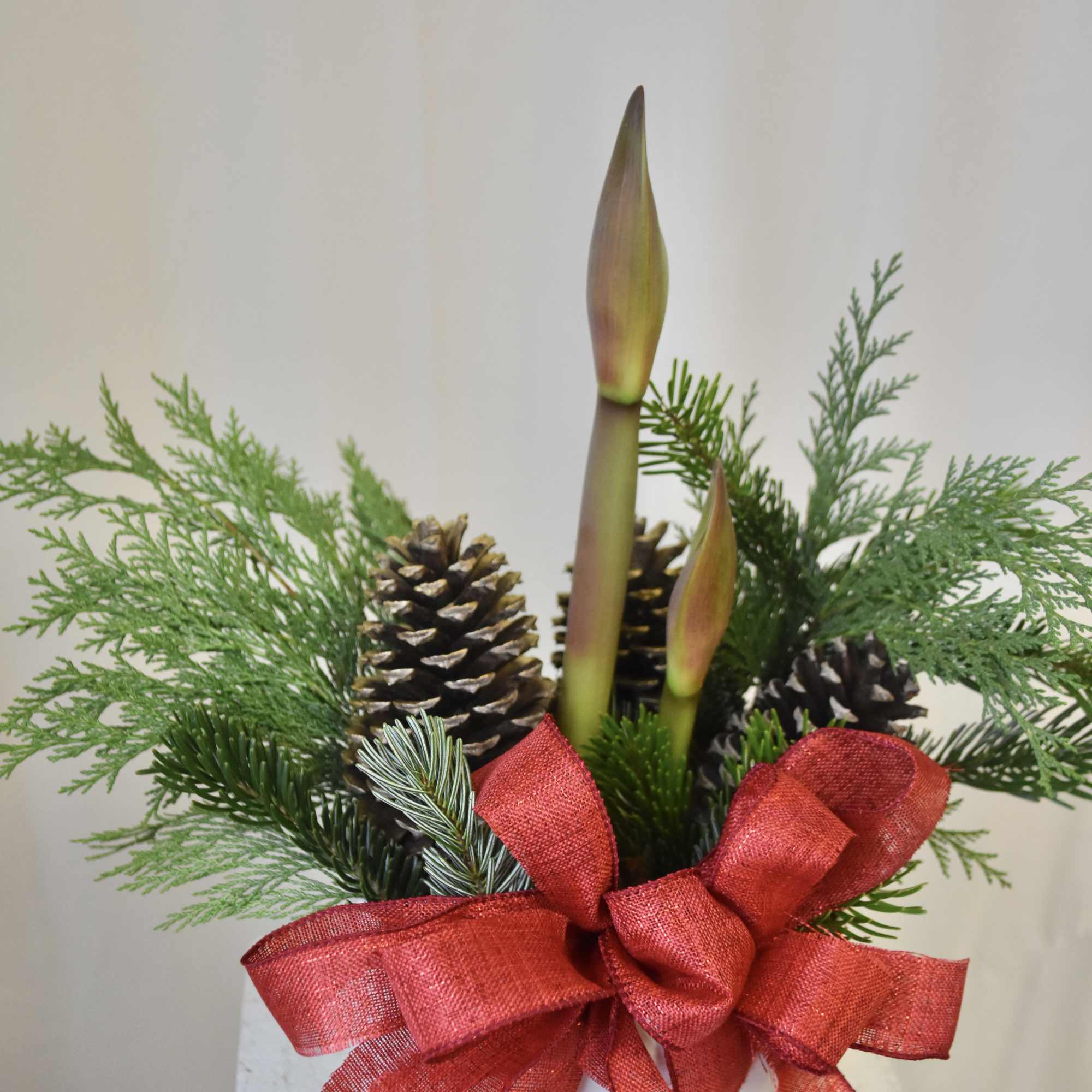 Bring the festivities to your home with our Elegant Amaryllis! Planted in