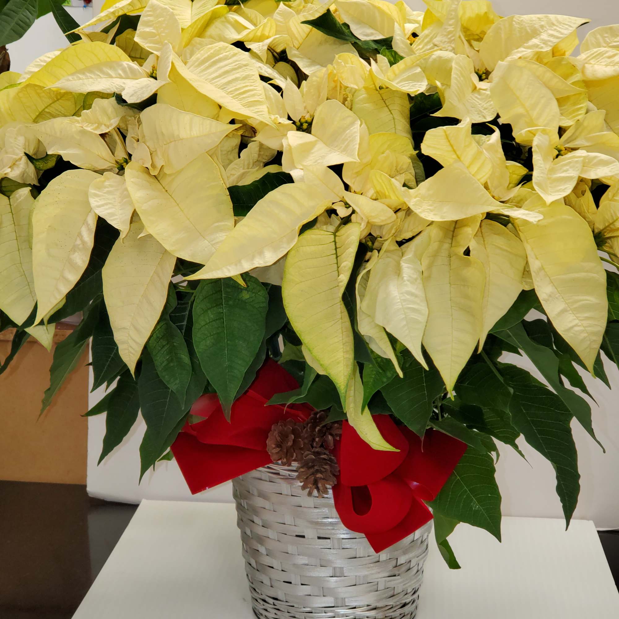 White poinsettia plant the basket may change.