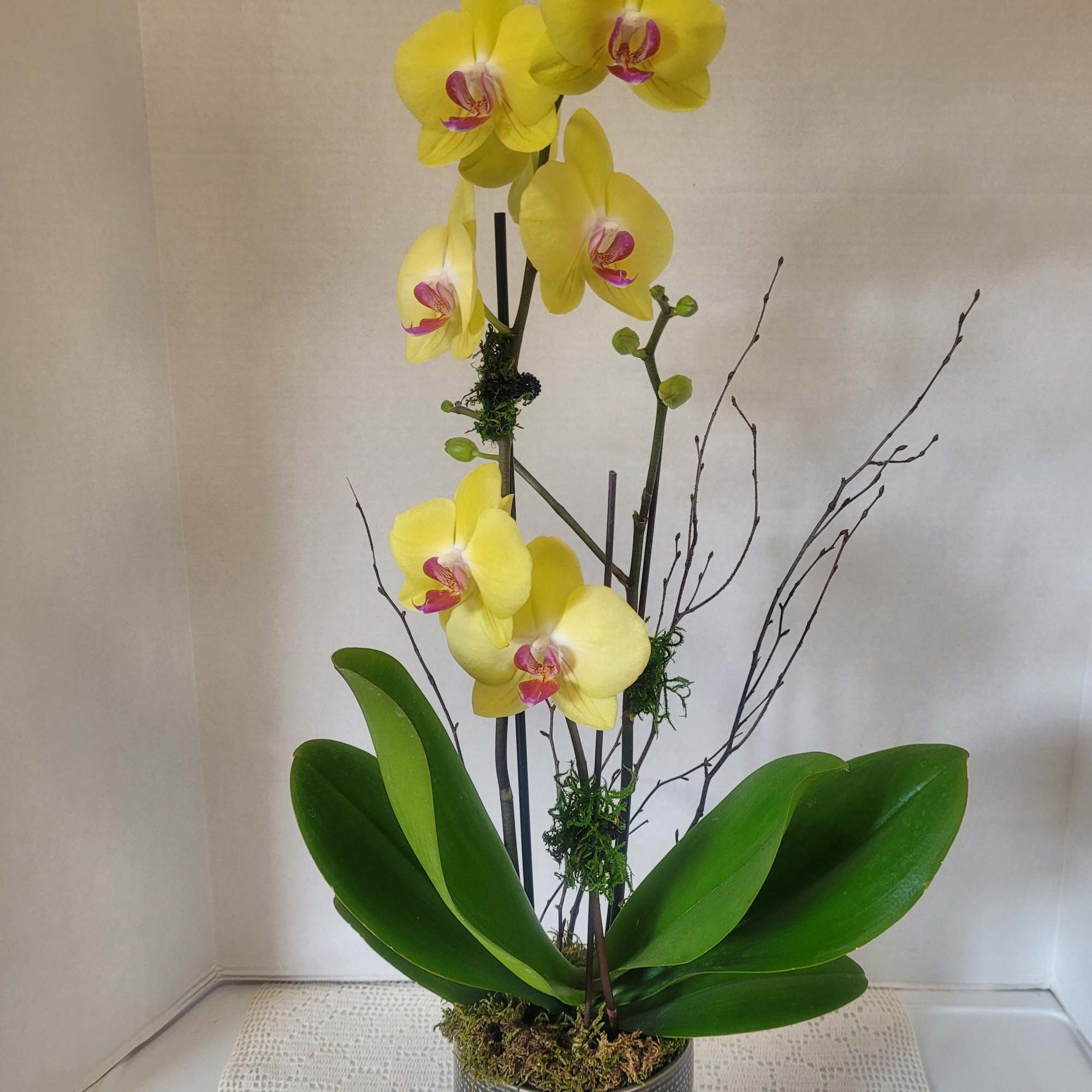 A gorgeous cheery color to brighten any room. It is featured in