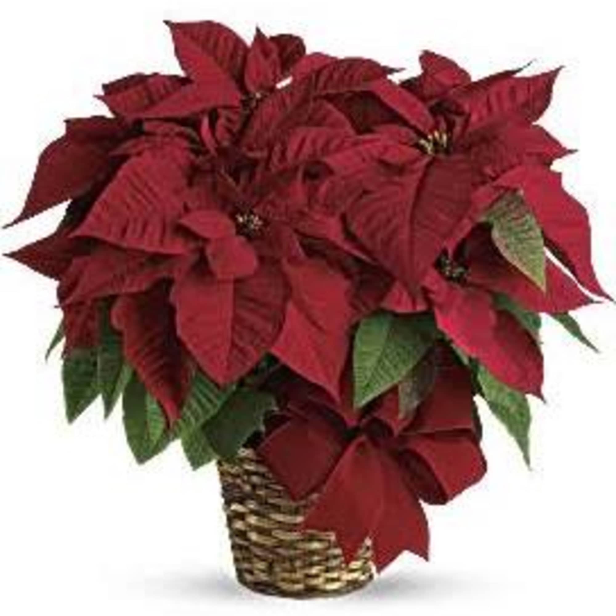 The poinsettia has been a holiday favorite for generations&hellip;and for a very