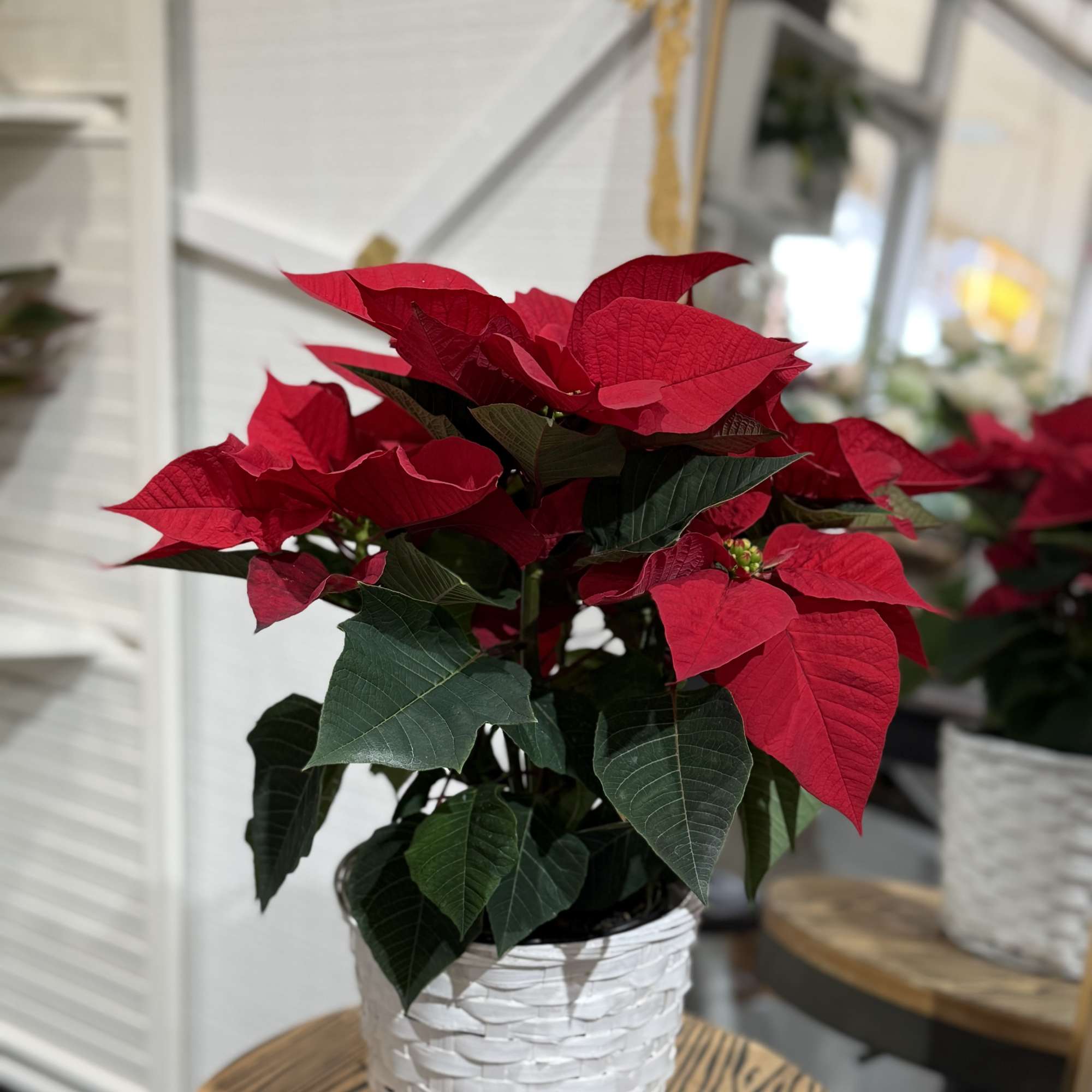 A timeless holiday favorite&mdash;our Merry &amp; Bright Poinsettia comes beautifully set in