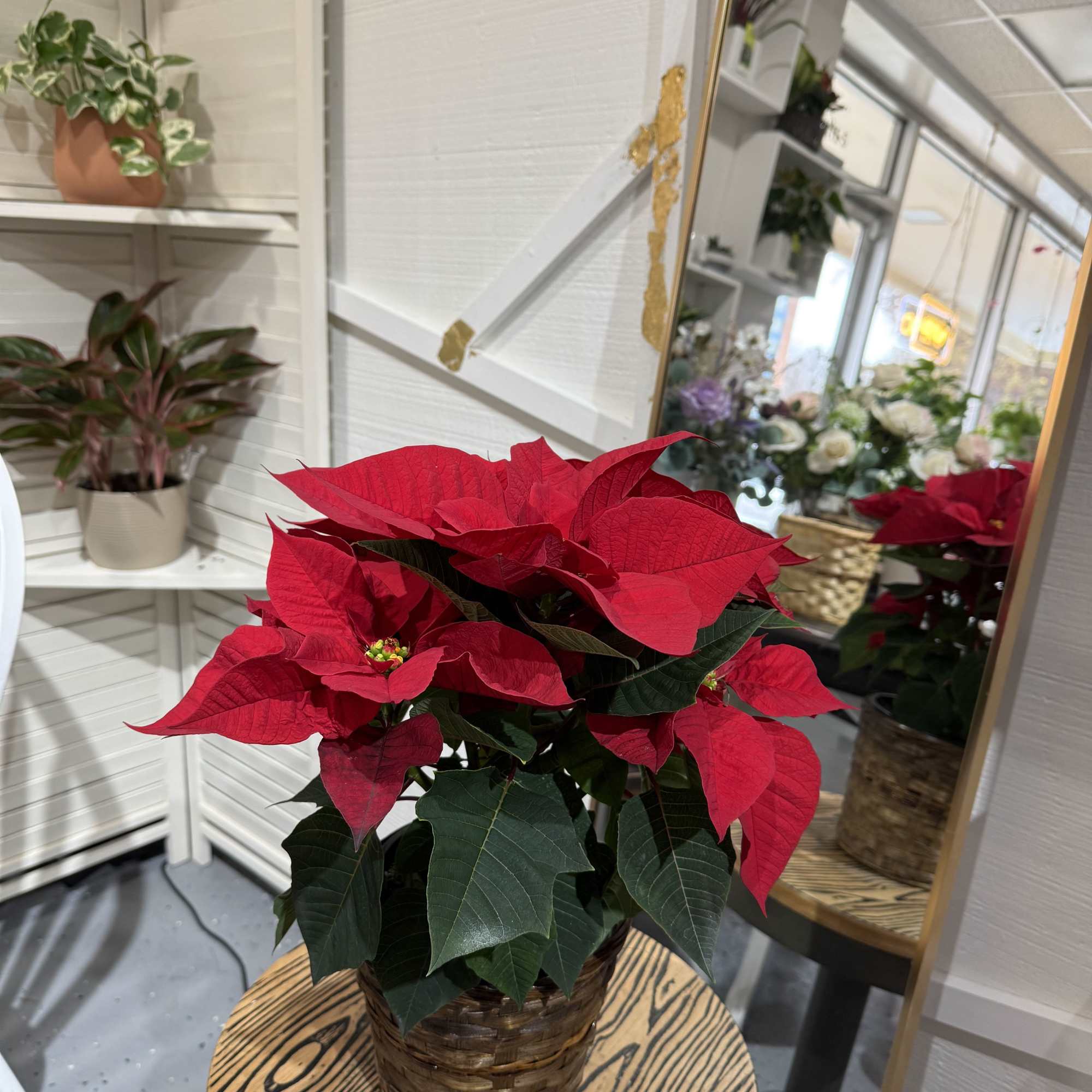 A timeless holiday favorite&mdash;our Merry &amp; Bright Poinsettia comes beautifully set in