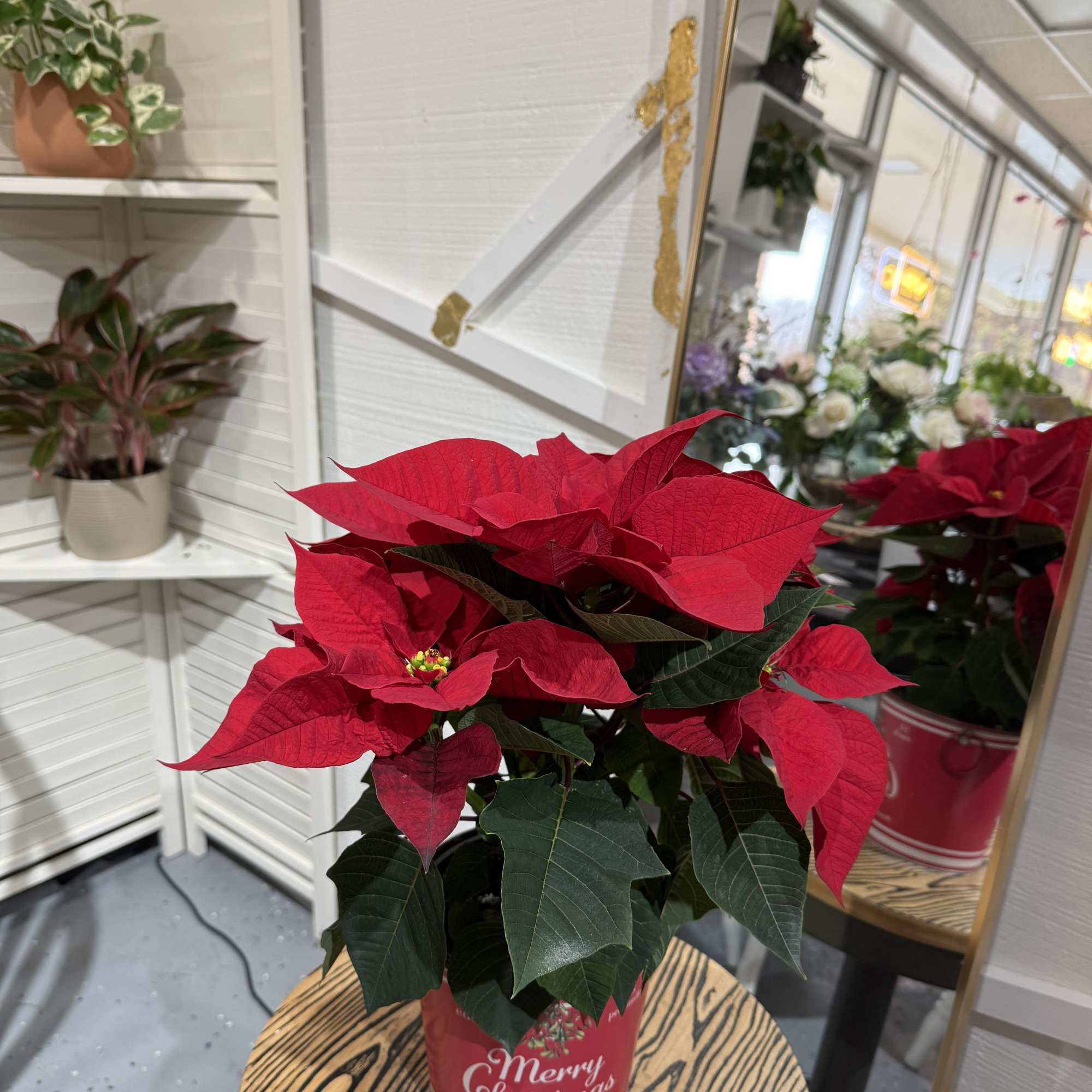 A holiday classic with a charming twist&mdash;our 6&quot; Festive Tin Poinsettia comes