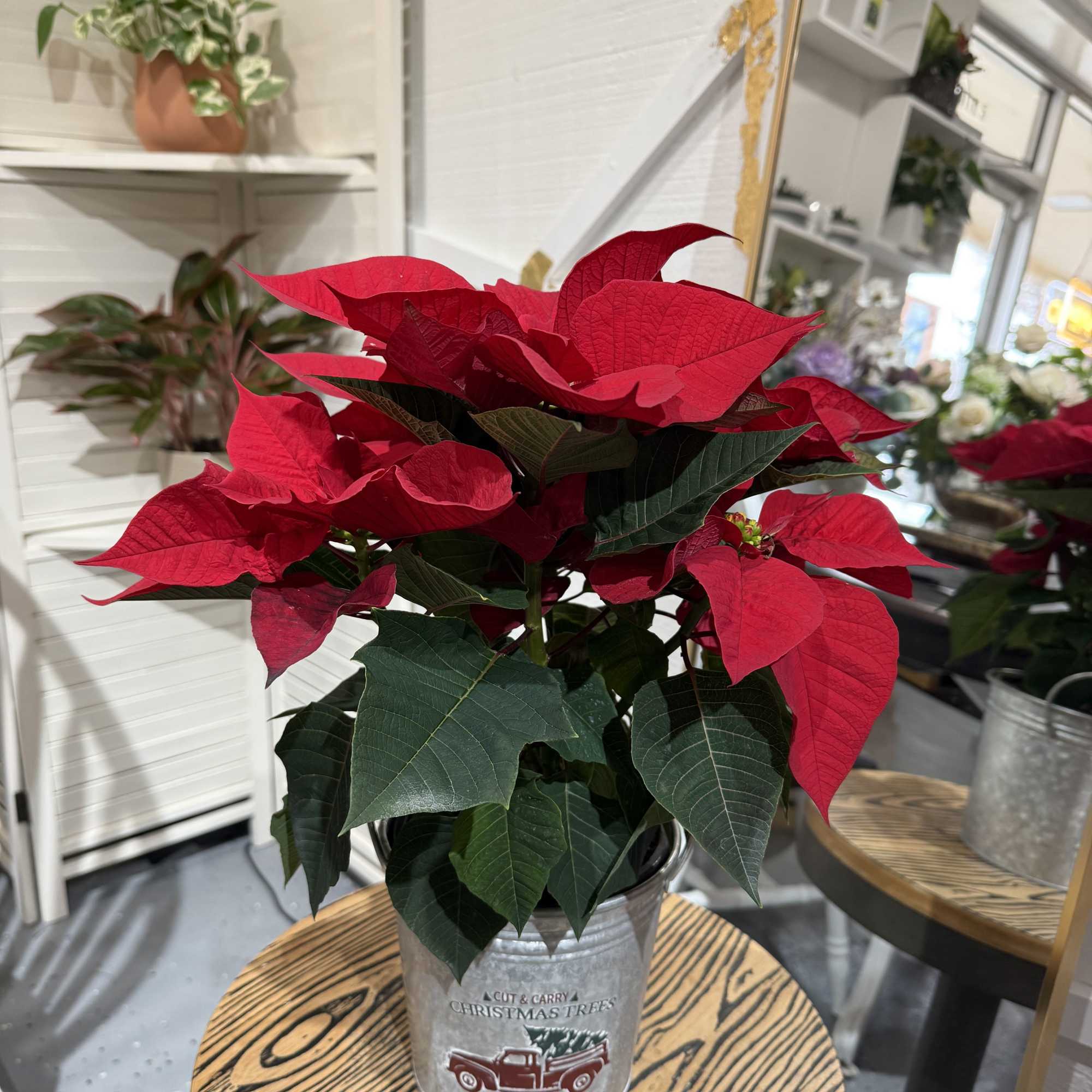 A holiday classic with a charming twist&mdash;our 6&quot; Festive Tin Poinsettia comes