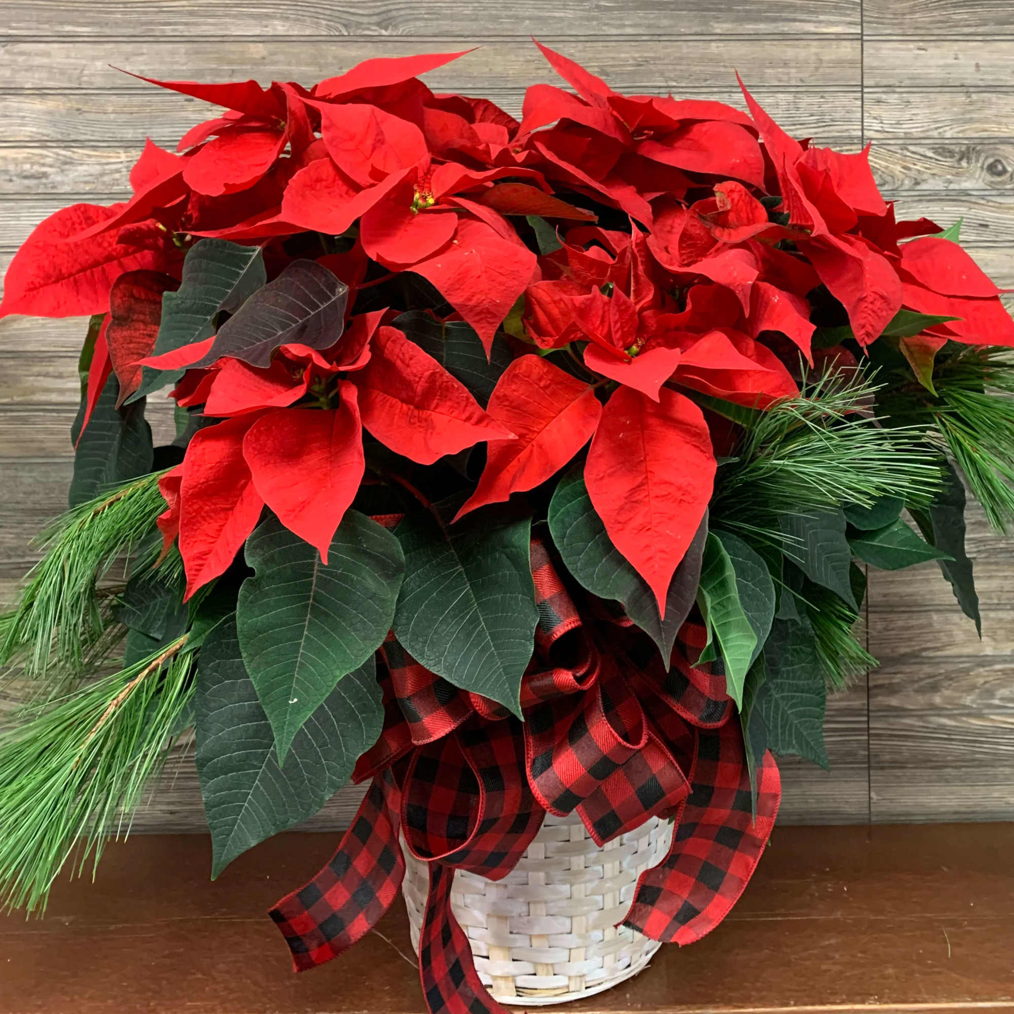 A triple poinsettia (3 plants in an 8.5-inch pot) with evergreen trim