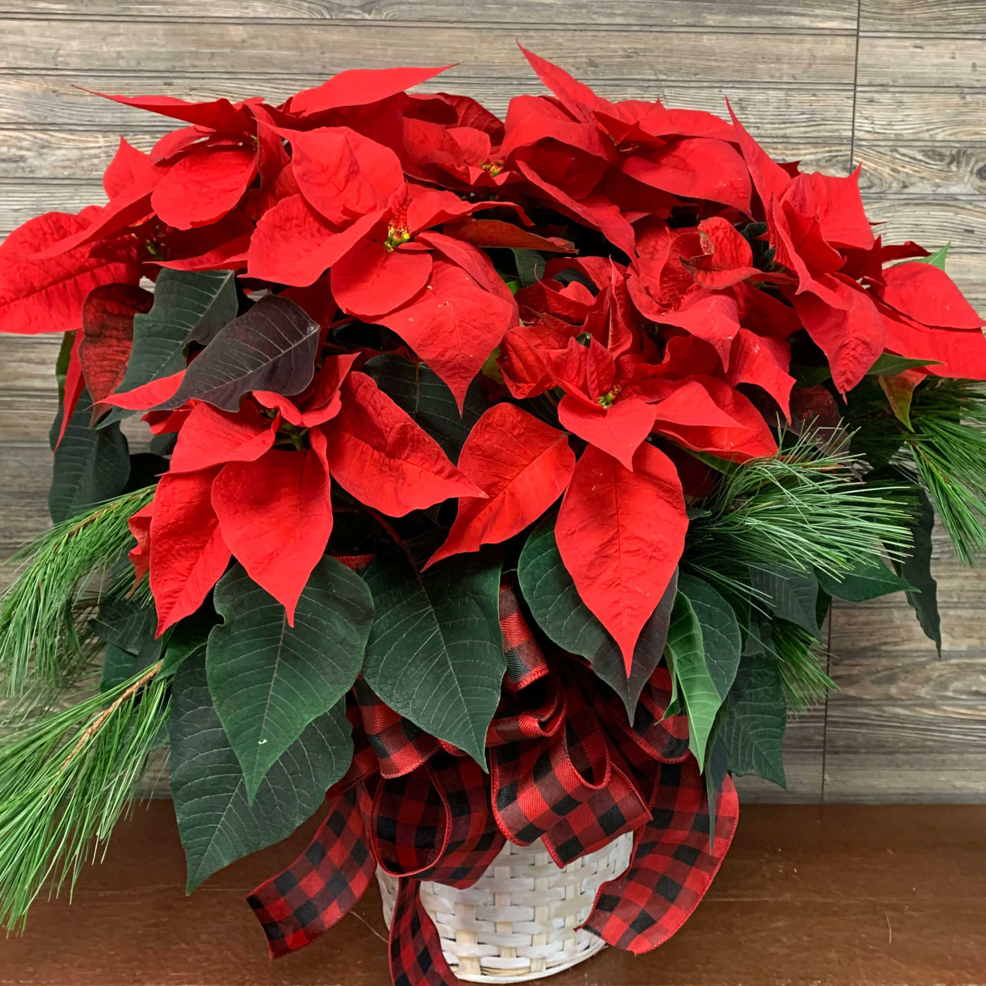 A triple poinsettia (3 plants in an 8.5-inch pot) with evergreen trim