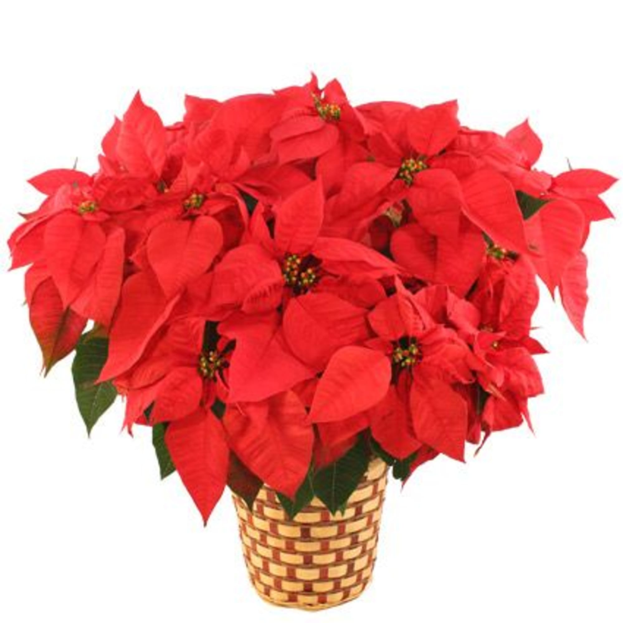 Larger, Fuller and has more blooms than the standard size. Comes with