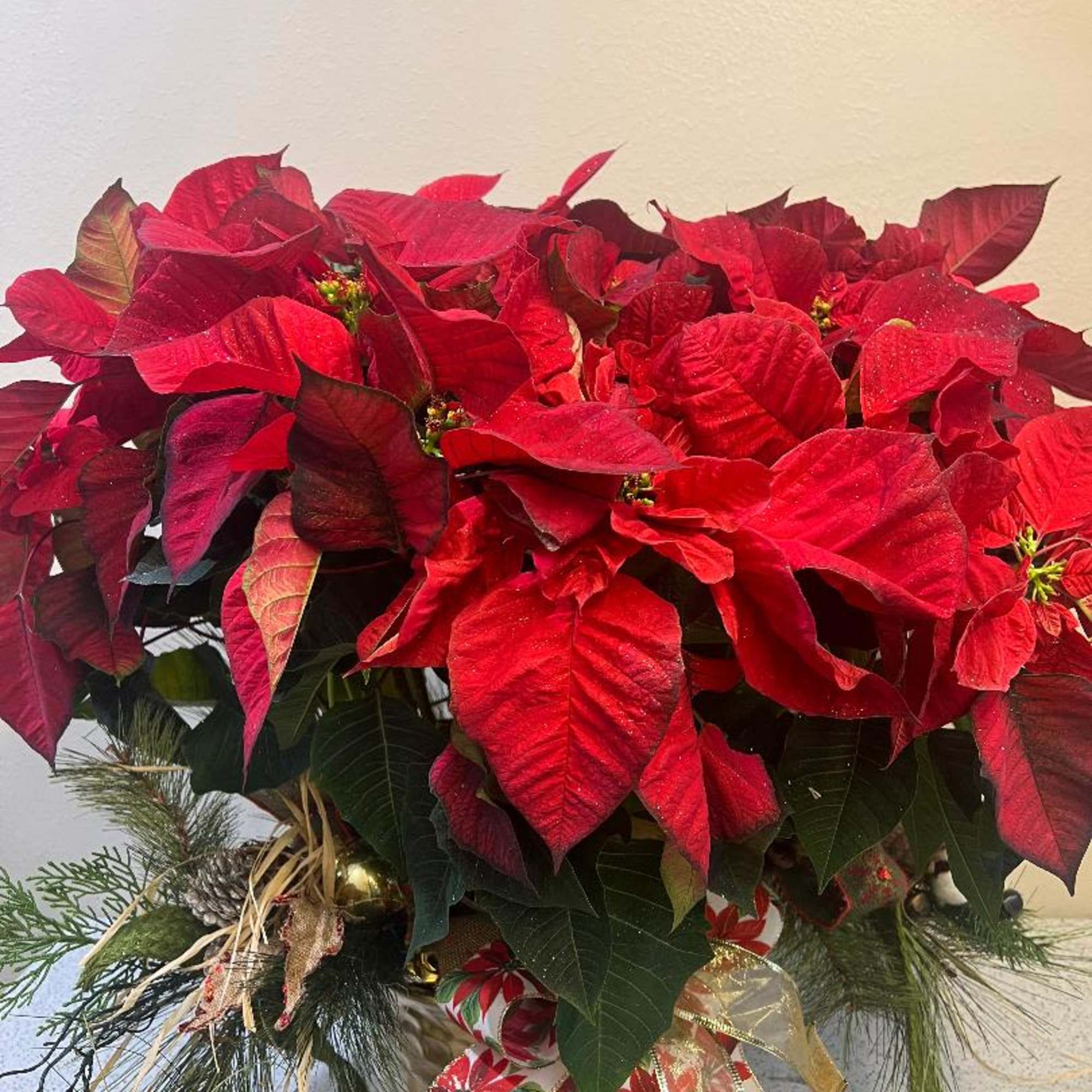 Larger, Fuller and has more blooms than the standard size. Comes with