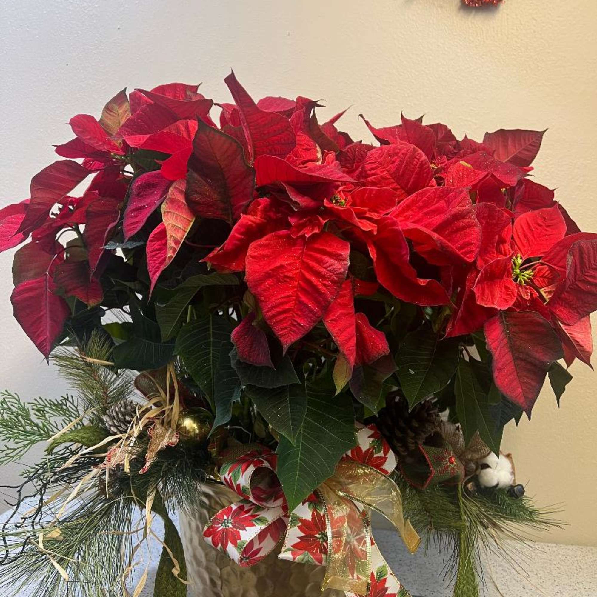 Larger, Fuller and has more blooms than the standard size. Comes with