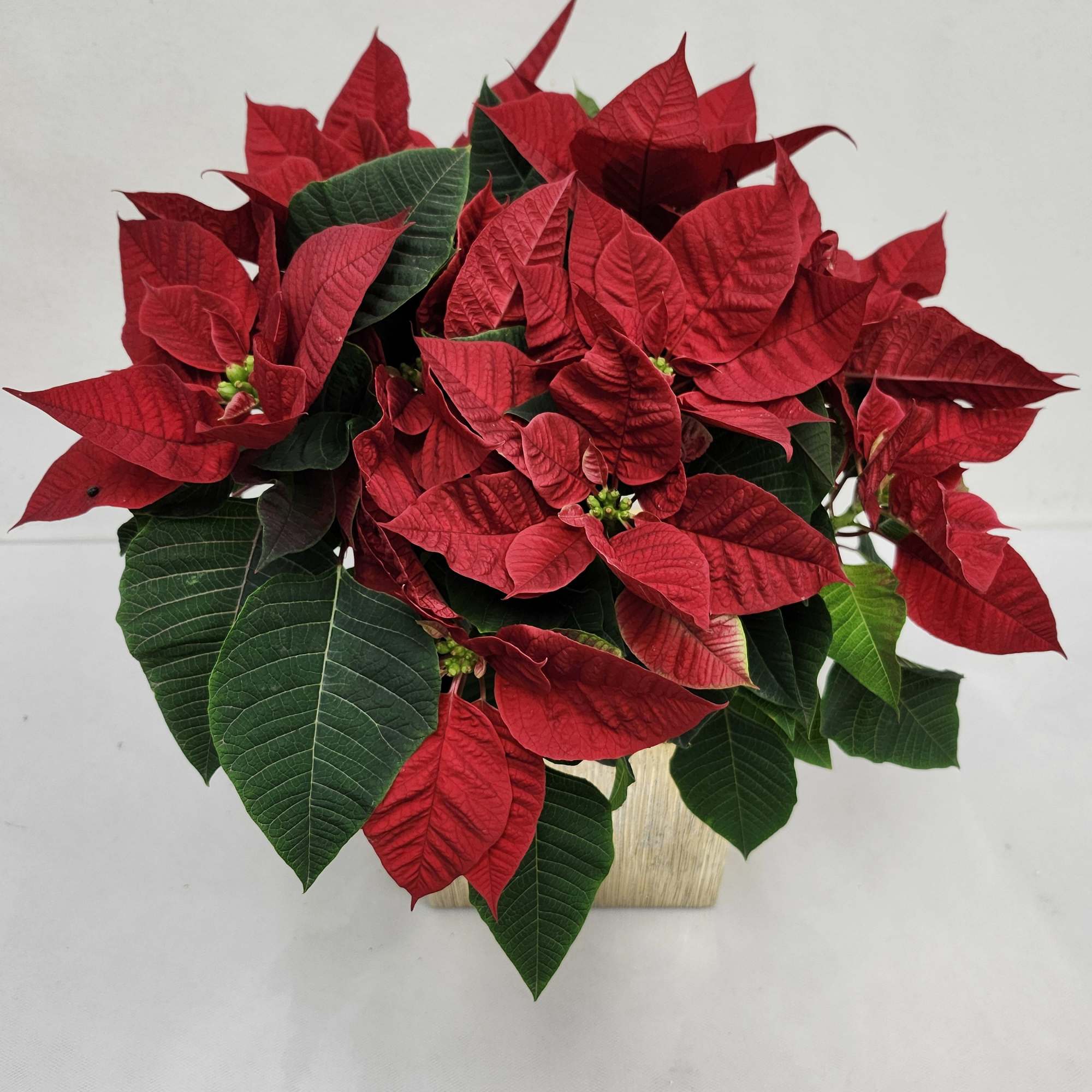 Beautiful poinsettia in an elegant gold vase.