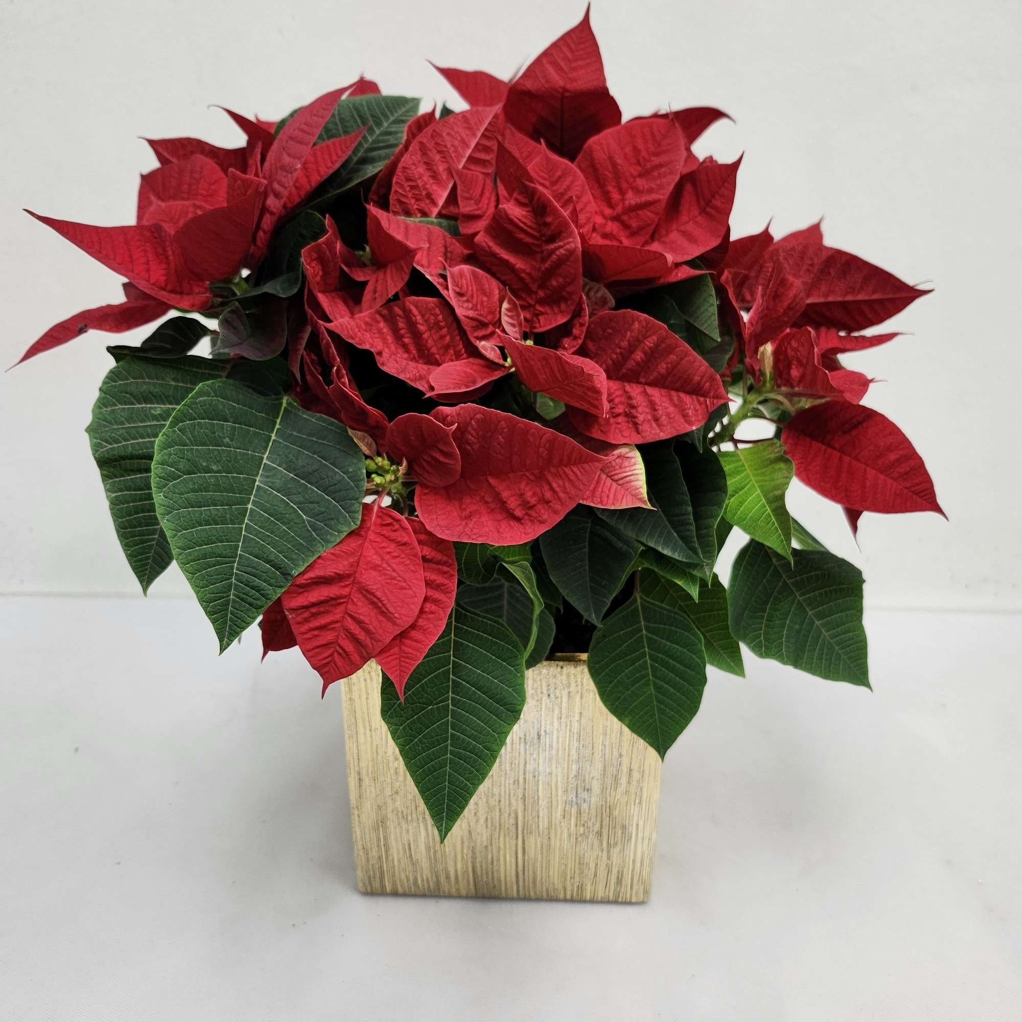 Beautiful poinsettia in an elegant gold vase.