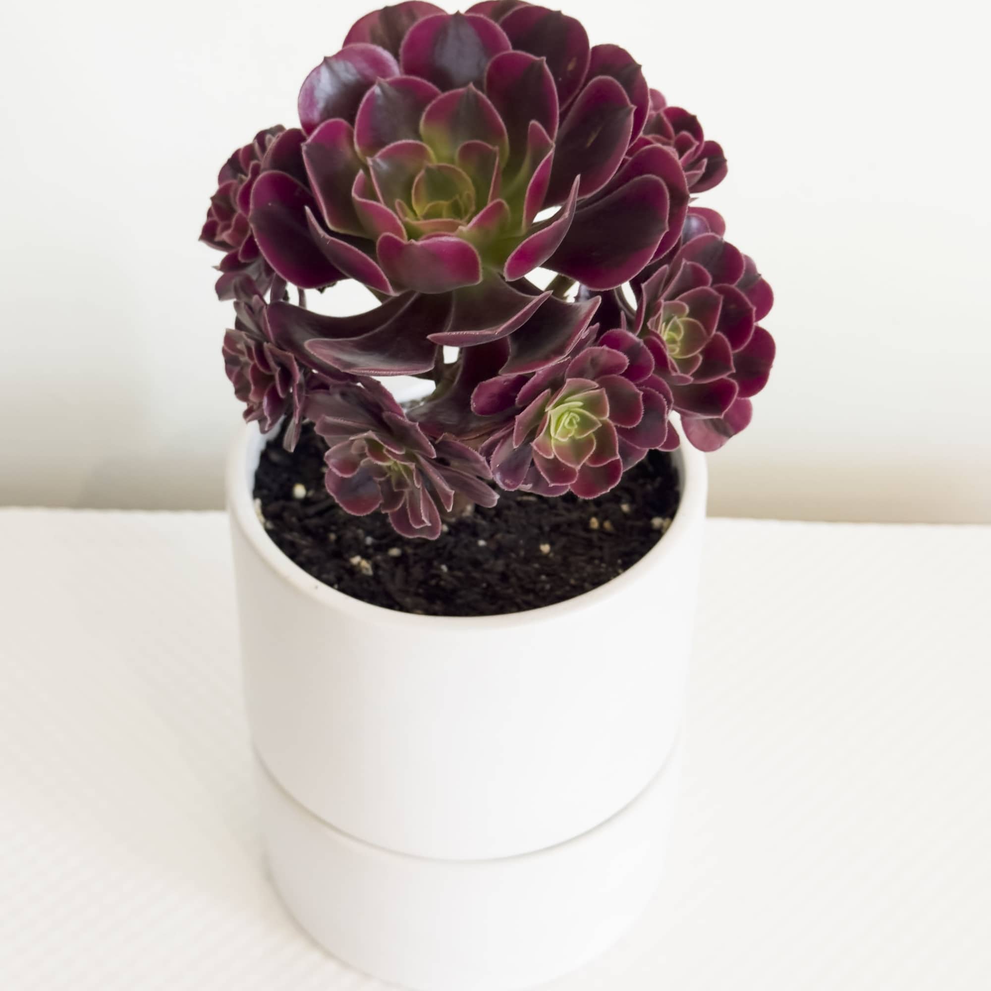 Sophisticated and sculptural, the Crimson Crown is a living work of art.