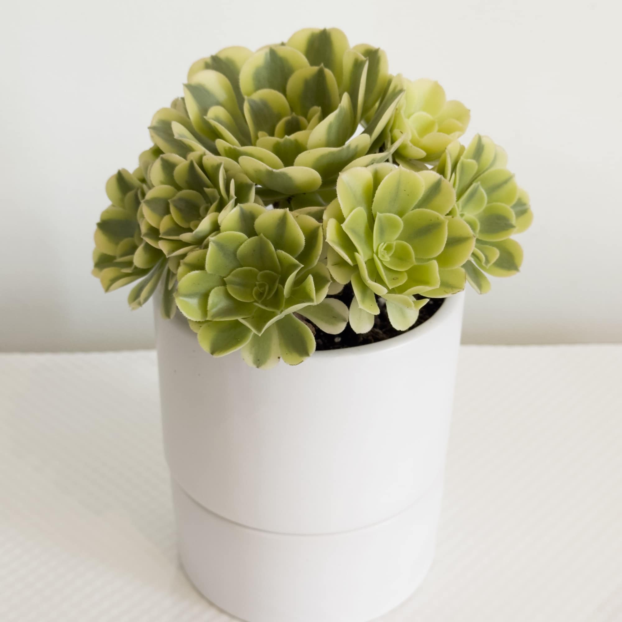 Fresh, vibrant, and effortlessly modern--this Lime Rosette brings of green charm to