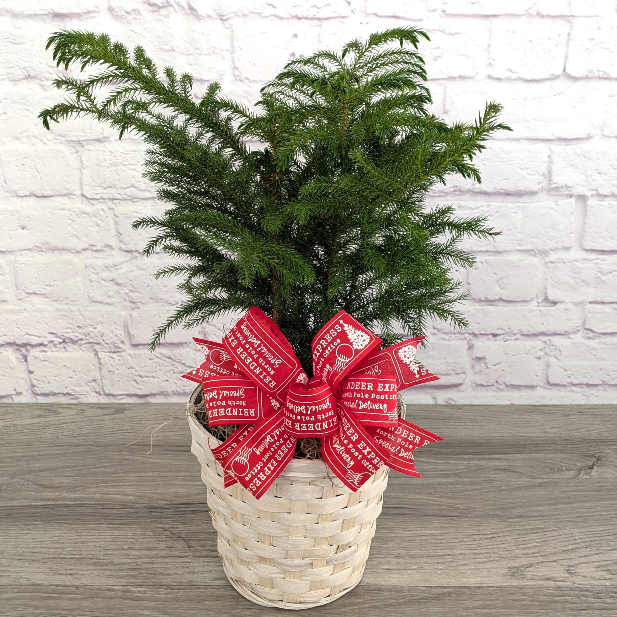 A 6&rdquo; Norfolk Island Pine in a basket or pot with ribbon.