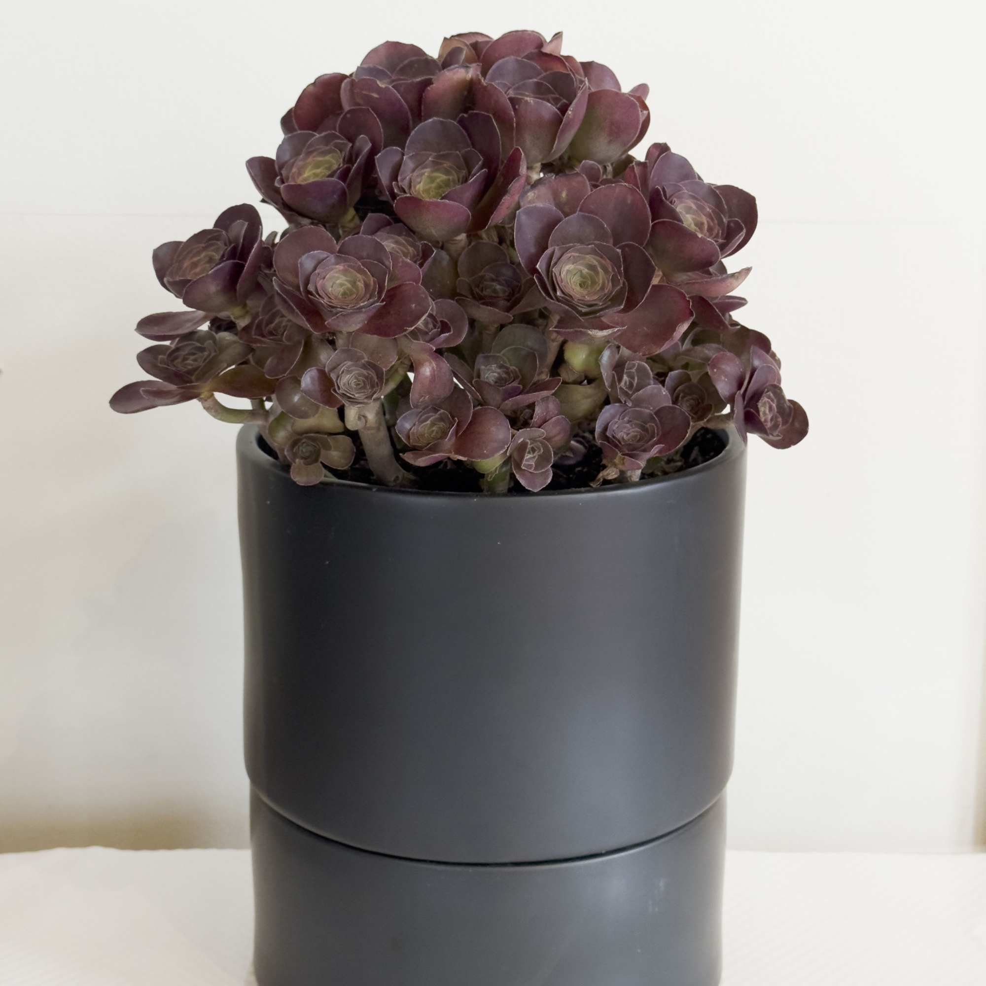 Bring a bold elegance to your home or office with the Midnight