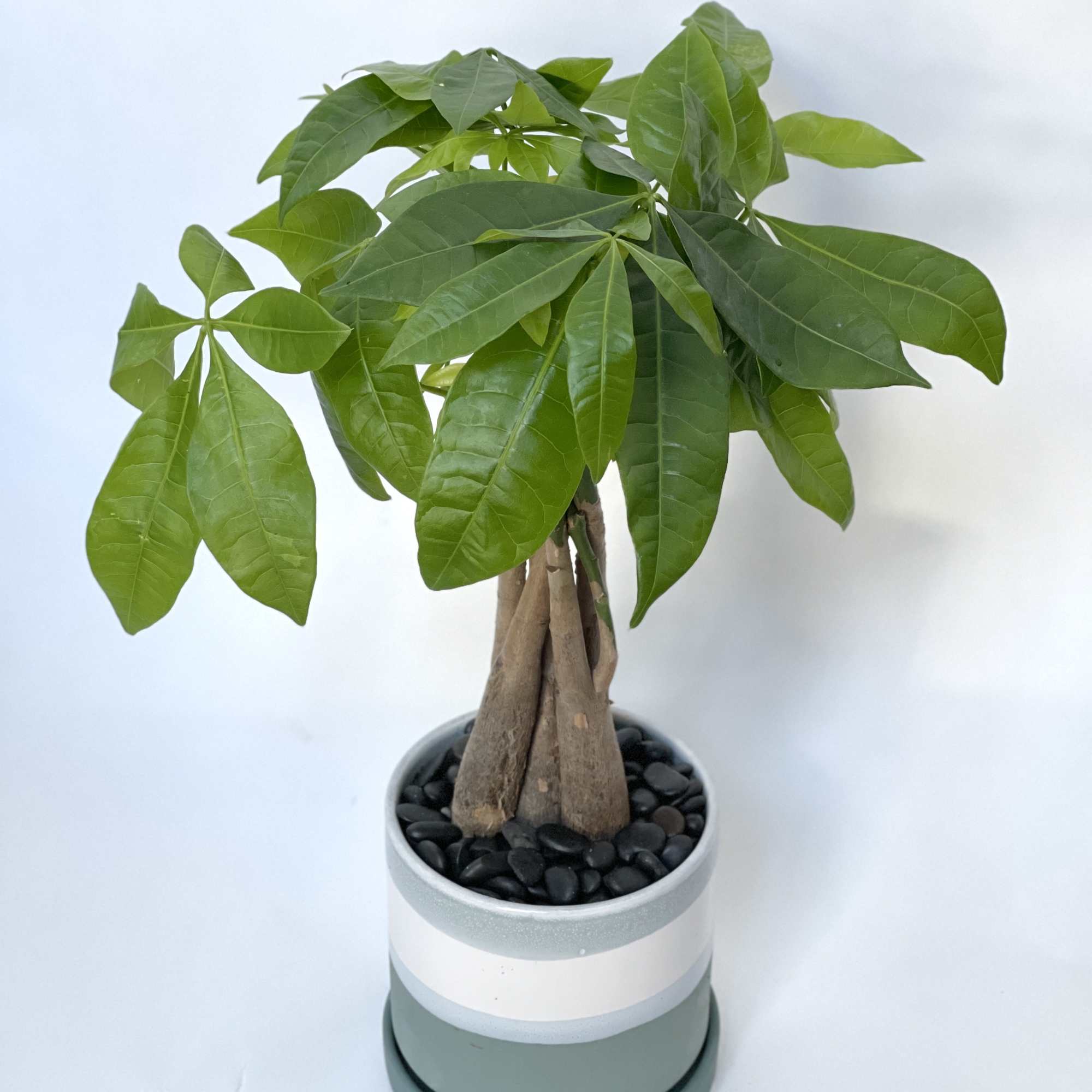 The perfect addition to your home! This Money Tree has a braided