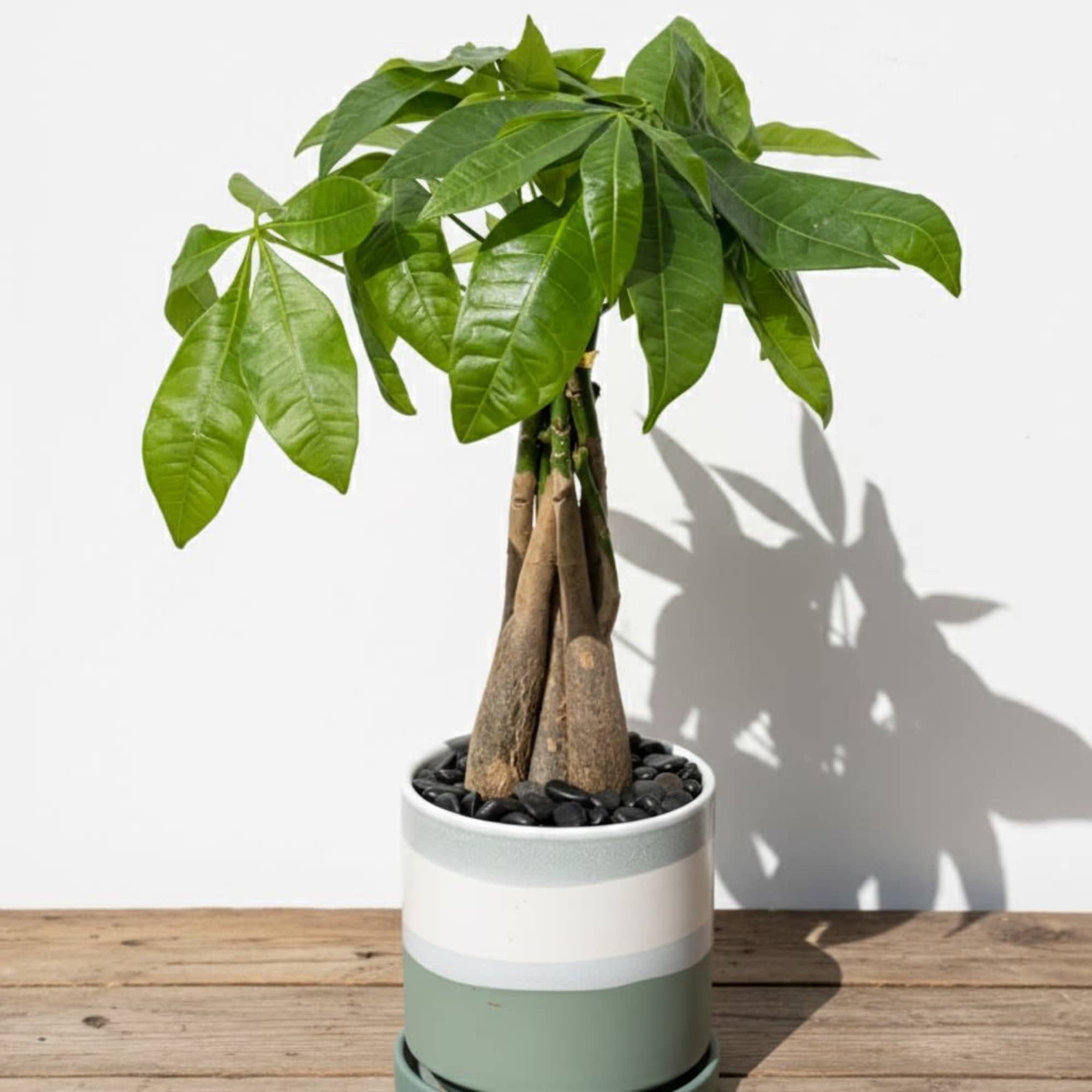 The perfect addition to your home! This Money Tree has a braided