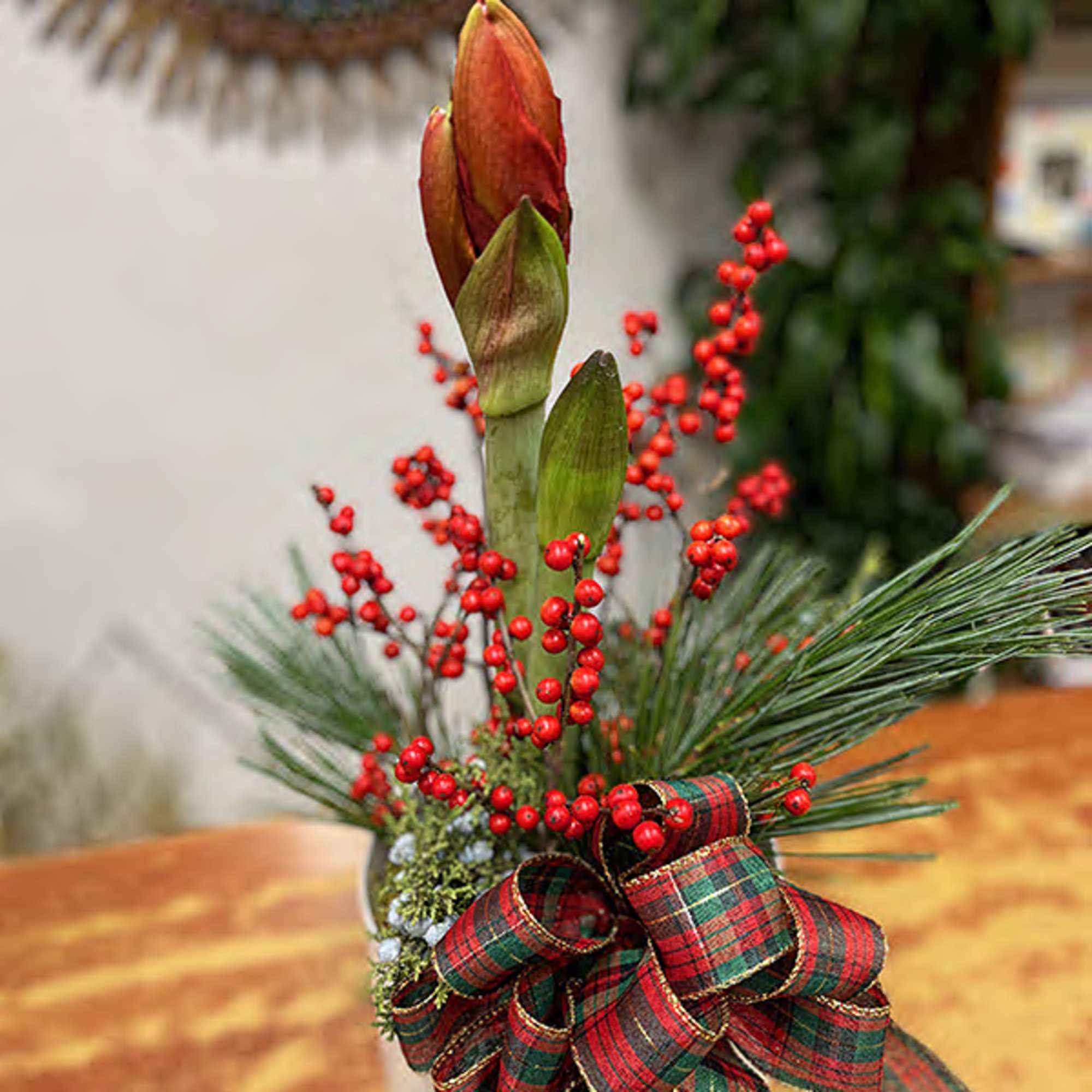 Send Merry Christmas wishes with this merry amaryllis! A Christmas tradition, this