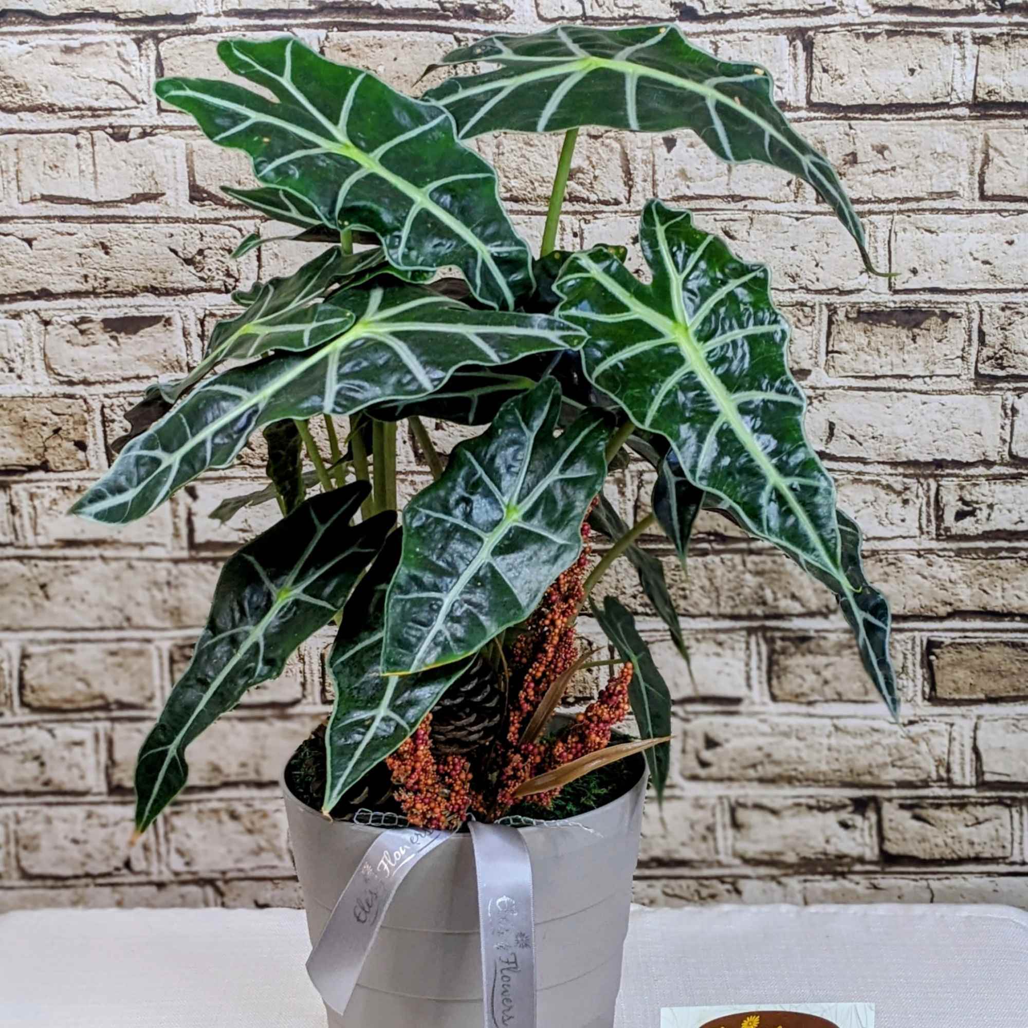 Bring home a bold touch of the tropics with this striking Alocasia