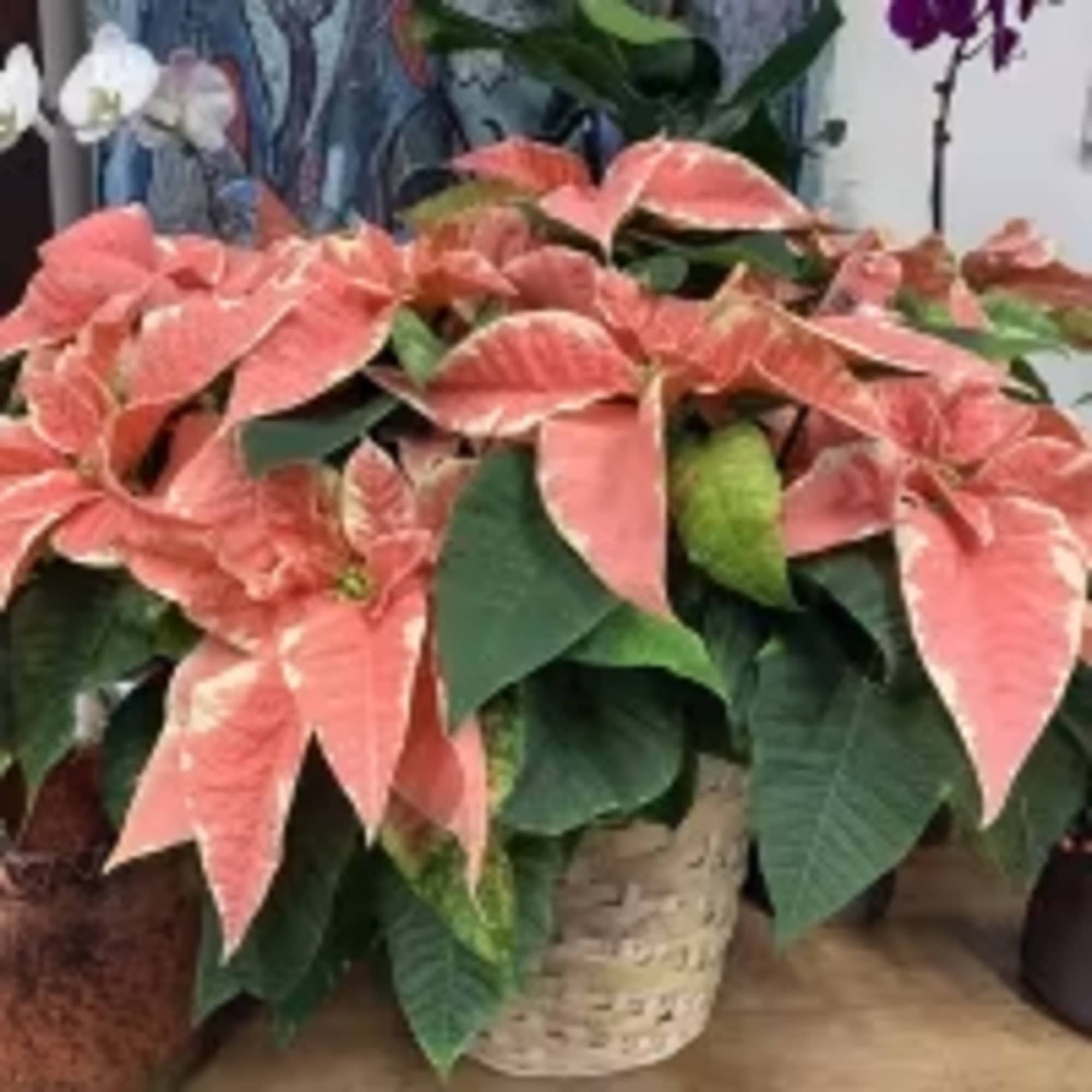Another color for this Christmas classic plant, pink! The perfect touch of