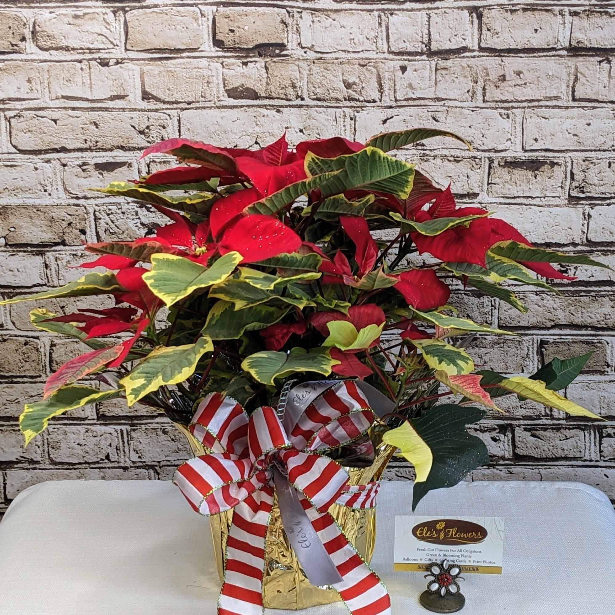 Celebrate the season with the rich, decorative beauty of our Tapestry Poinsettia.