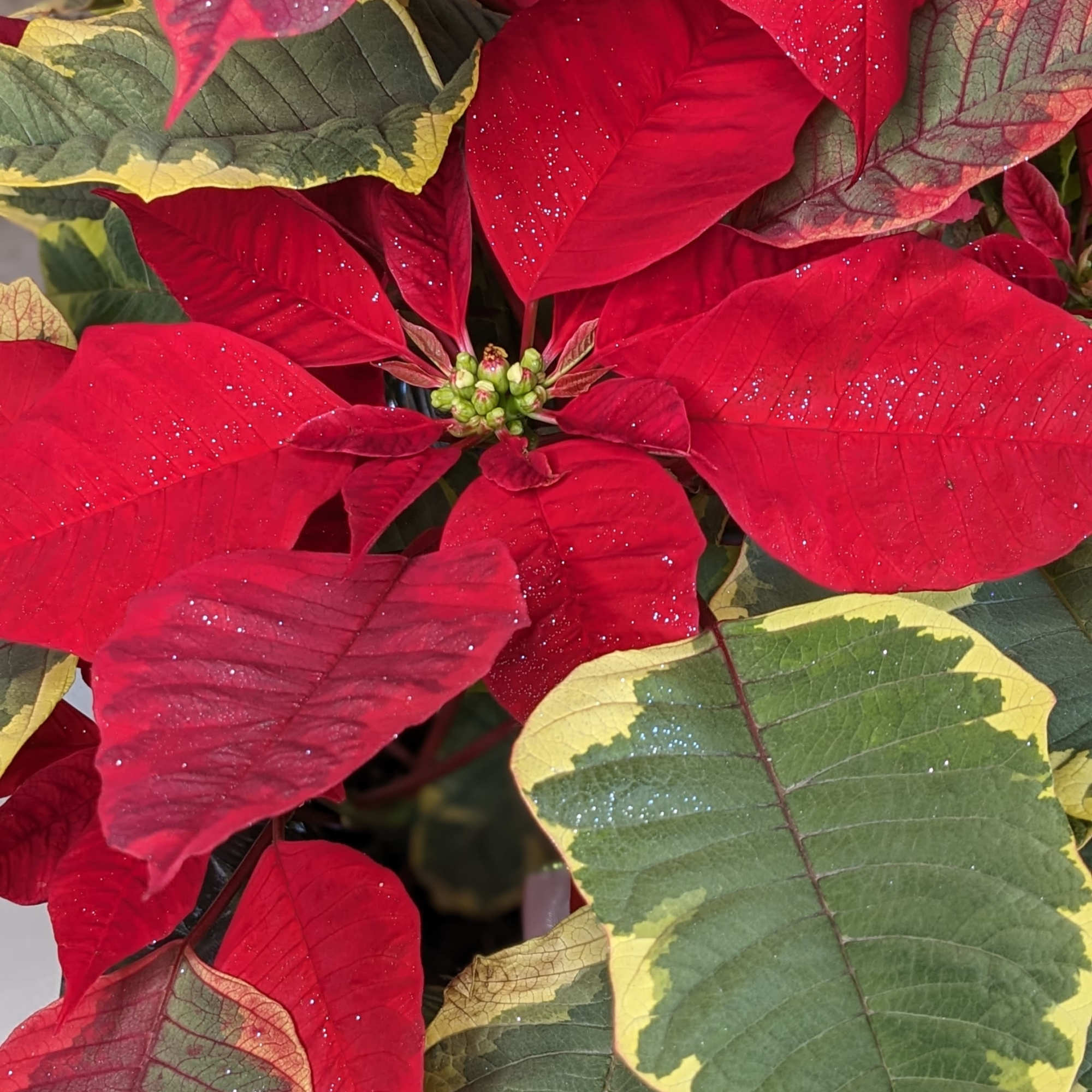 Celebrate the season with the rich, decorative beauty of our Tapestry Poinsettia.
