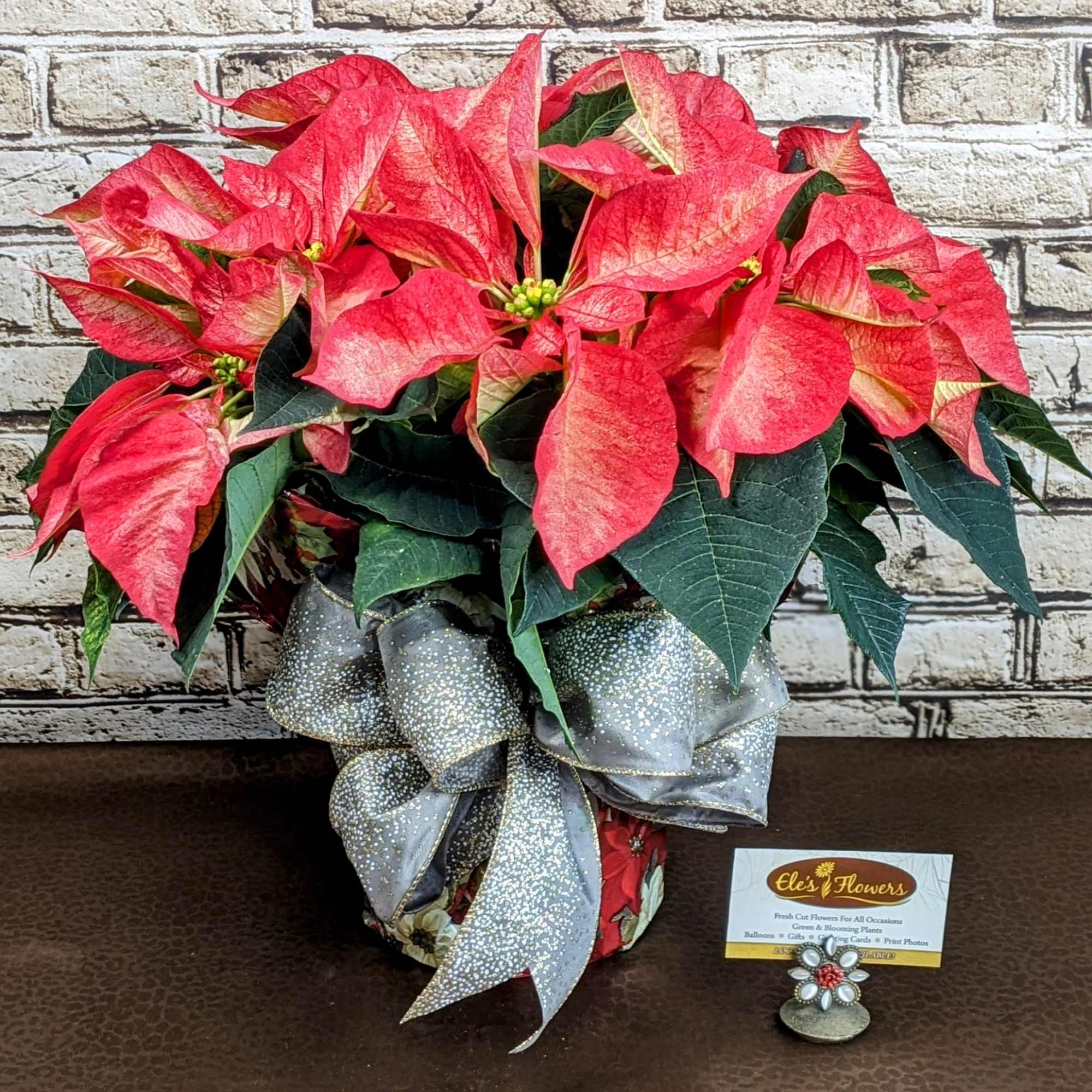 A striking poinsettia, with bold, vibrant reddish pink petals that create a