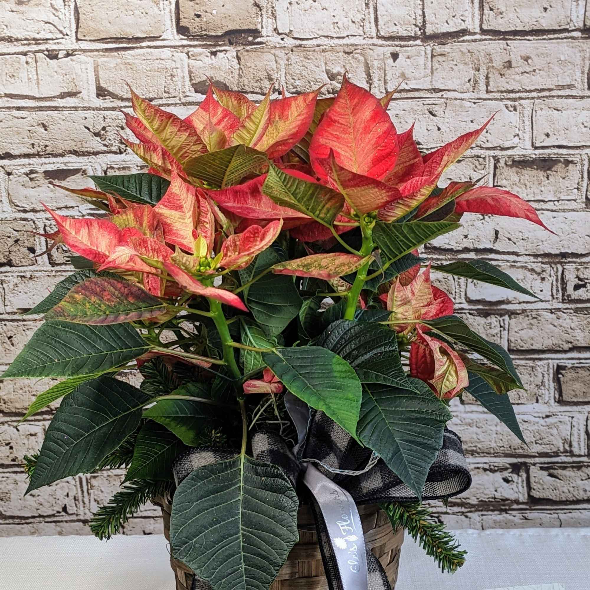 A striking poinsettia, with bold, vibrant reddish pink petals that create a
