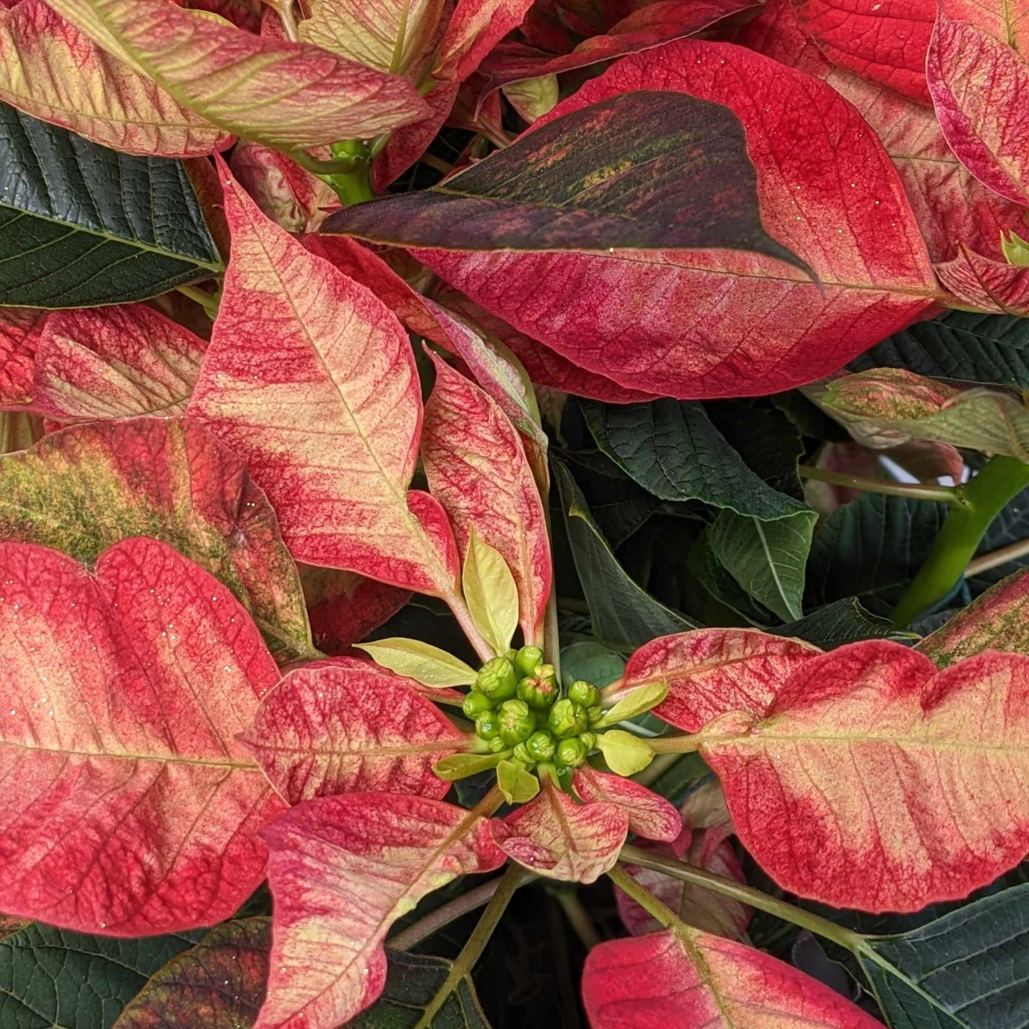 A striking poinsettia, with bold, vibrant reddish pink petals that create a