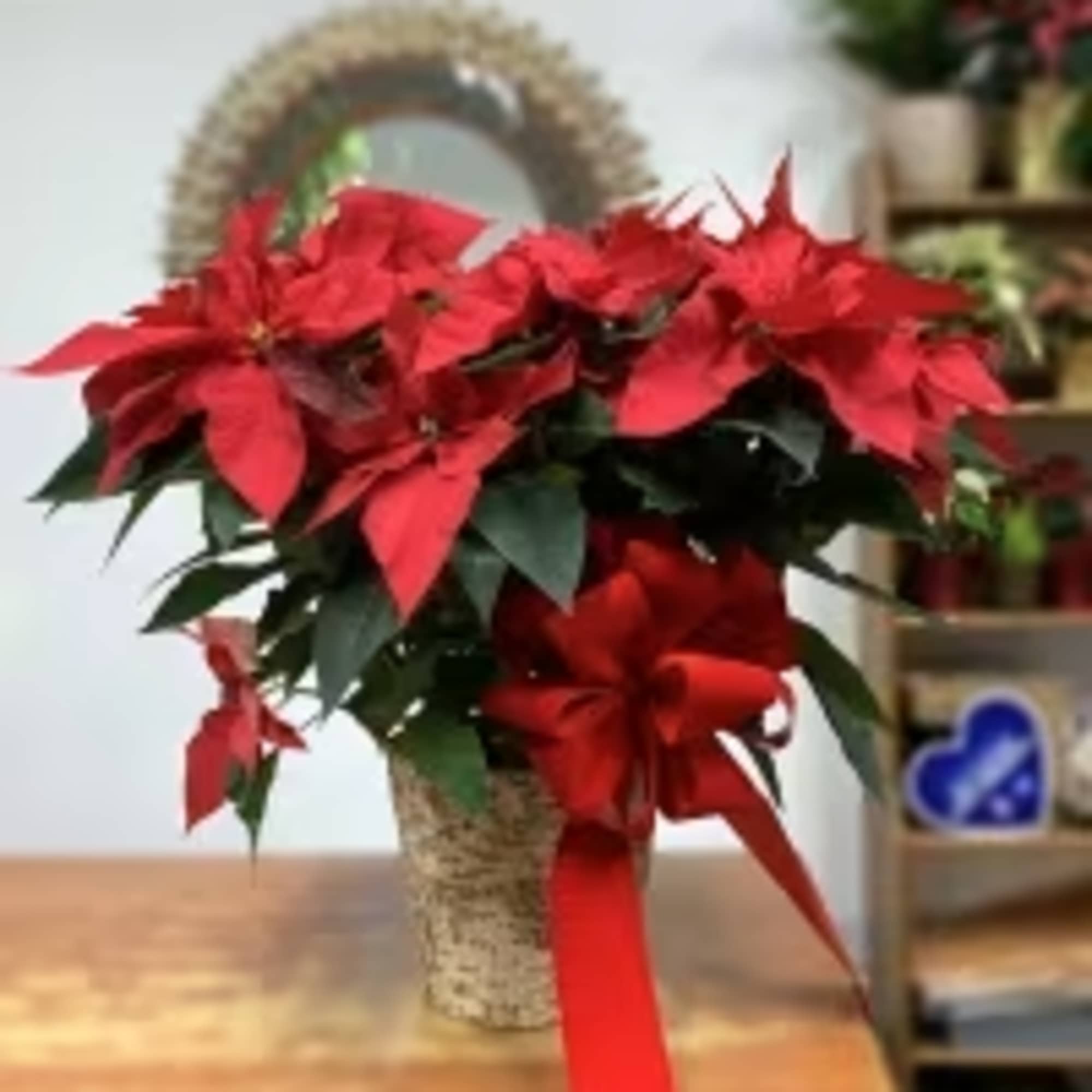 Nothing represents Christmas&#039;s like a Red Poinsettia plant! Complement the plant with