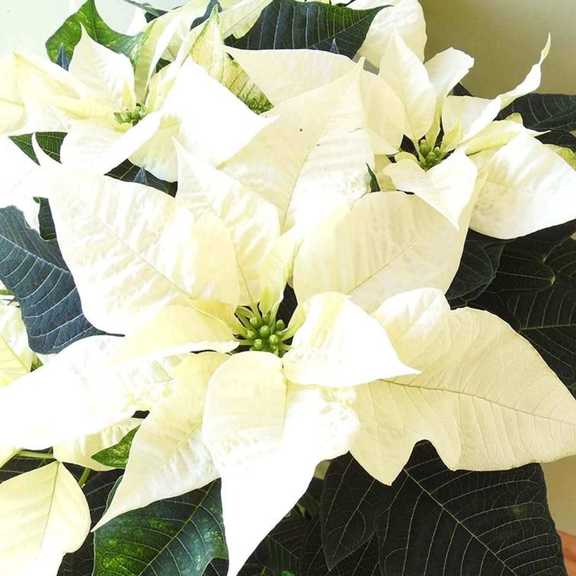 A white Christmas&#039;s start with a White Poinsettia plant! Complement the plant
