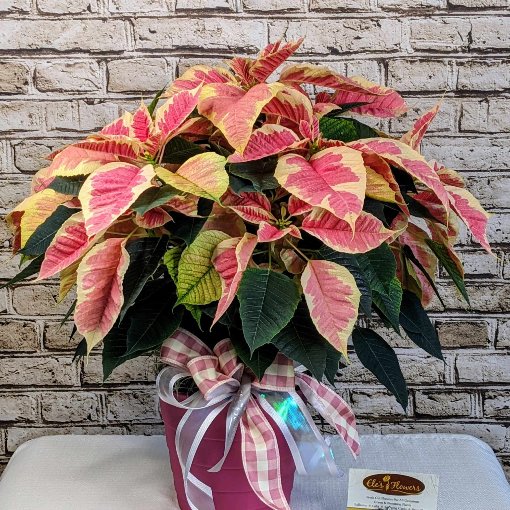 A beautiful variegated pink and cream poinsettia, with soft two toned petals