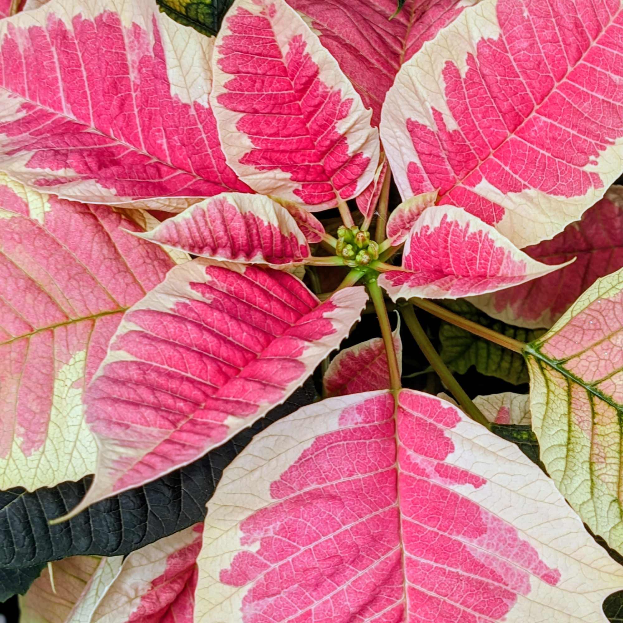 A beautiful variegated pink and cream poinsettia, with soft two toned petals