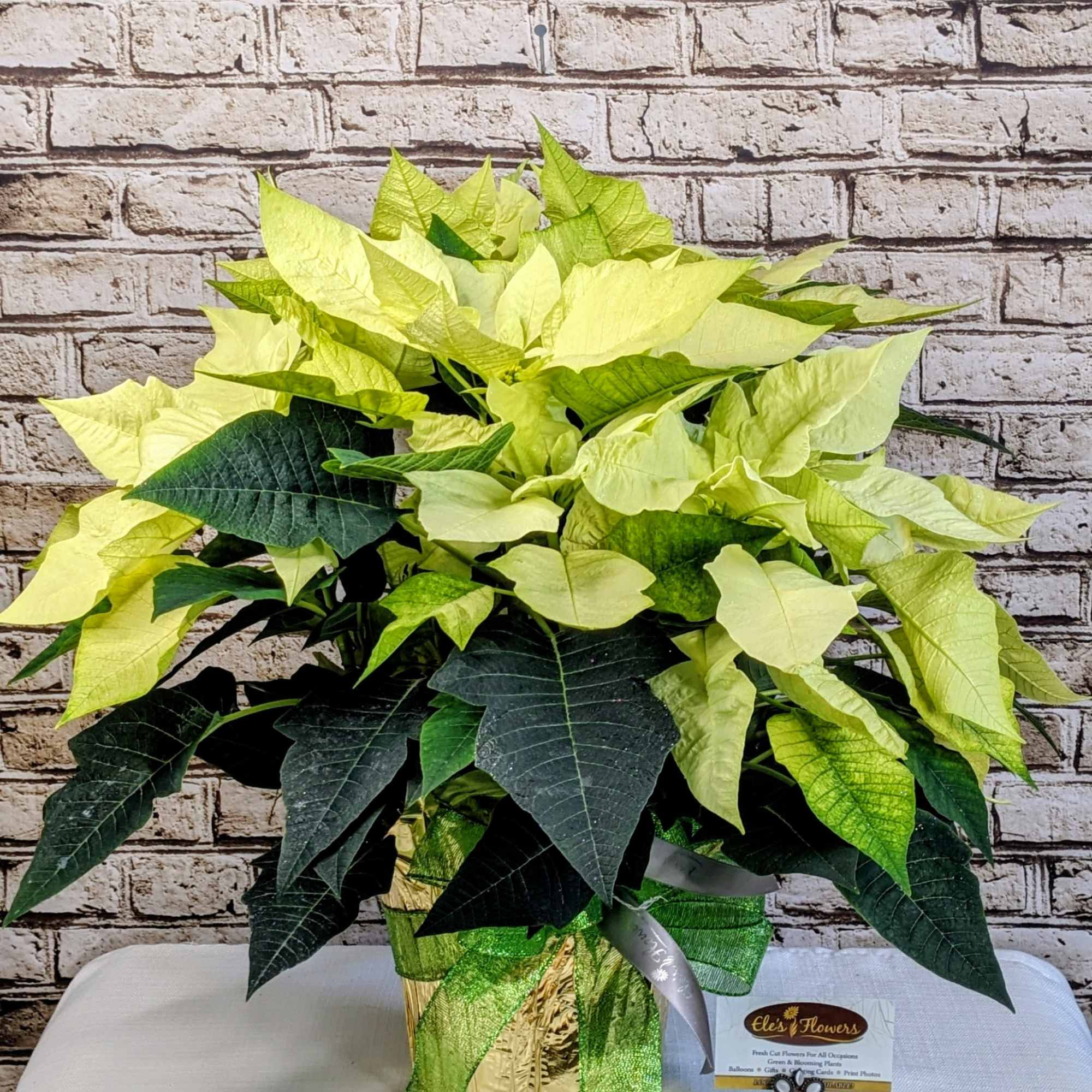 A striking poinsettia, with bold, vibrant light green petals that create a