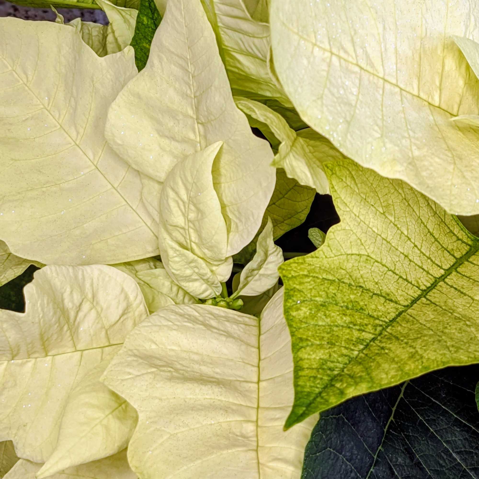 A striking poinsettia, with bold, vibrant light green petals that create a