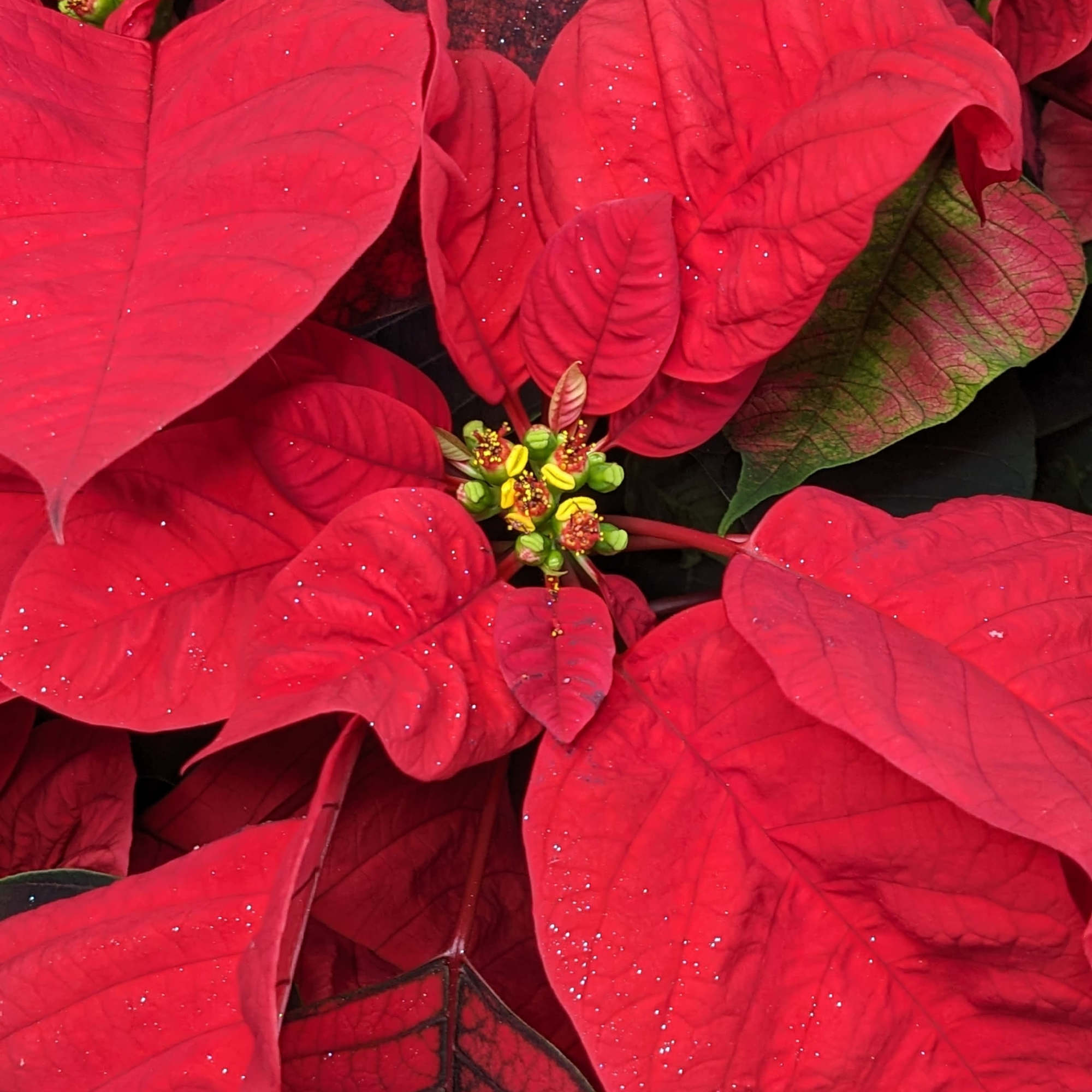 A large and striking poinsettia, with bold, vibrant red petals that create