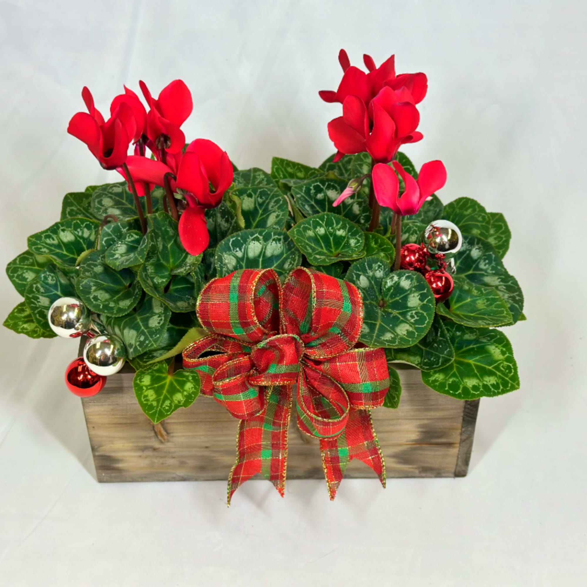 The lovely delicate blooms of a Cyclamen plant are perfect during the