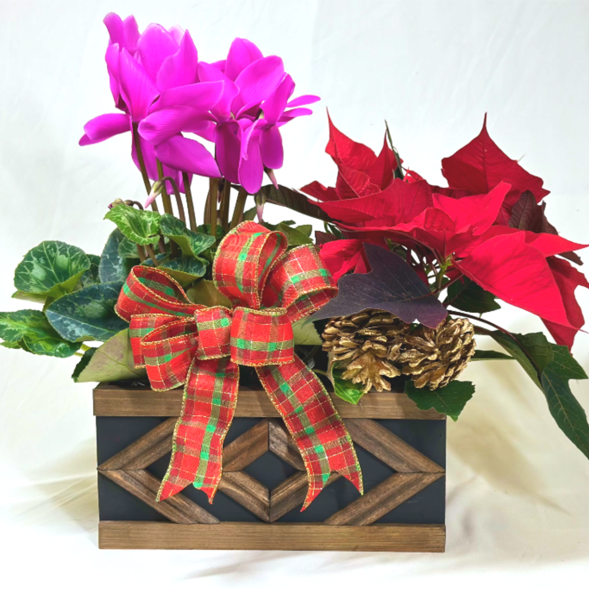 The lovely delicate blooms of a Cyclamen plant are perfect during the