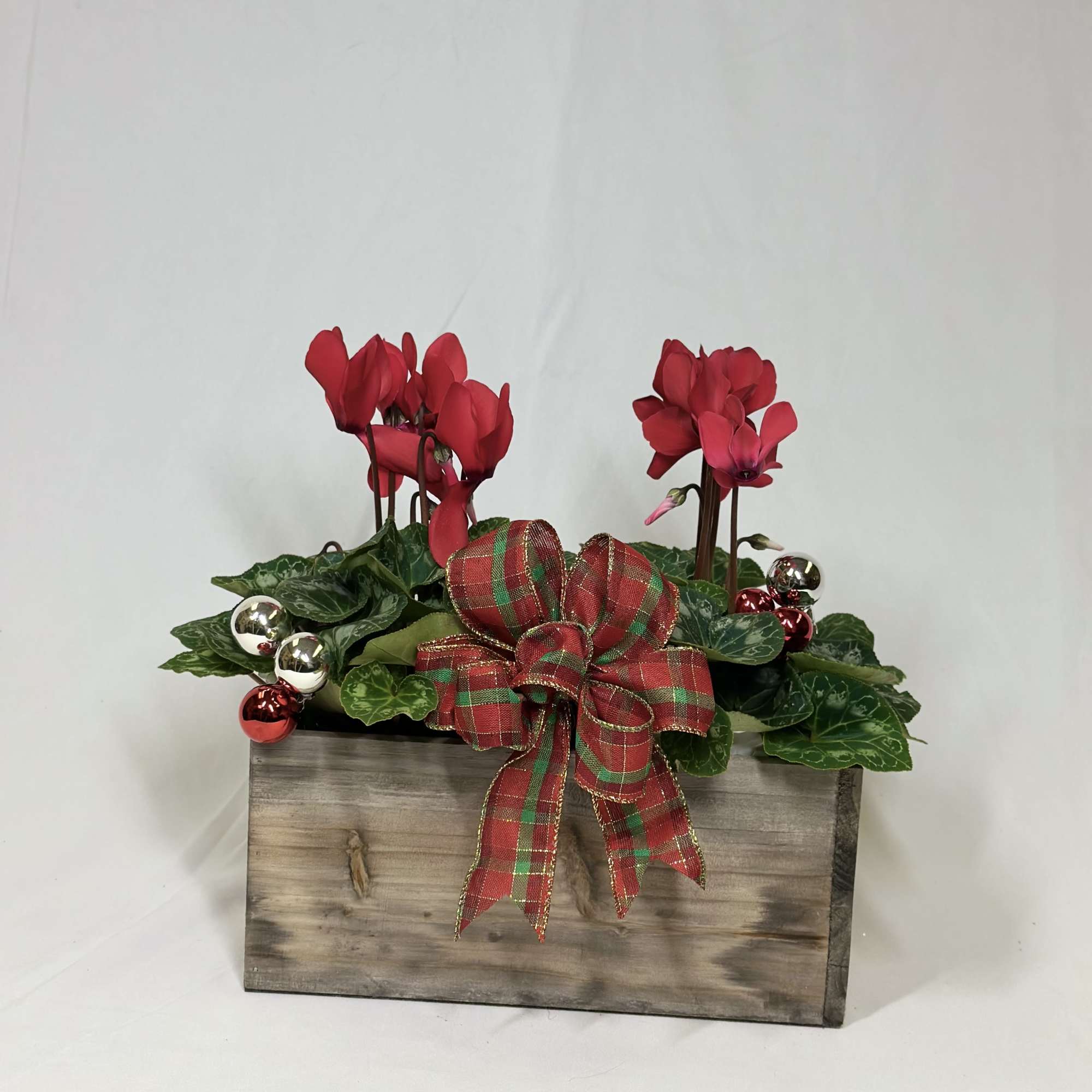 The lovely delicate blooms of a Cyclamen plant are perfect during the