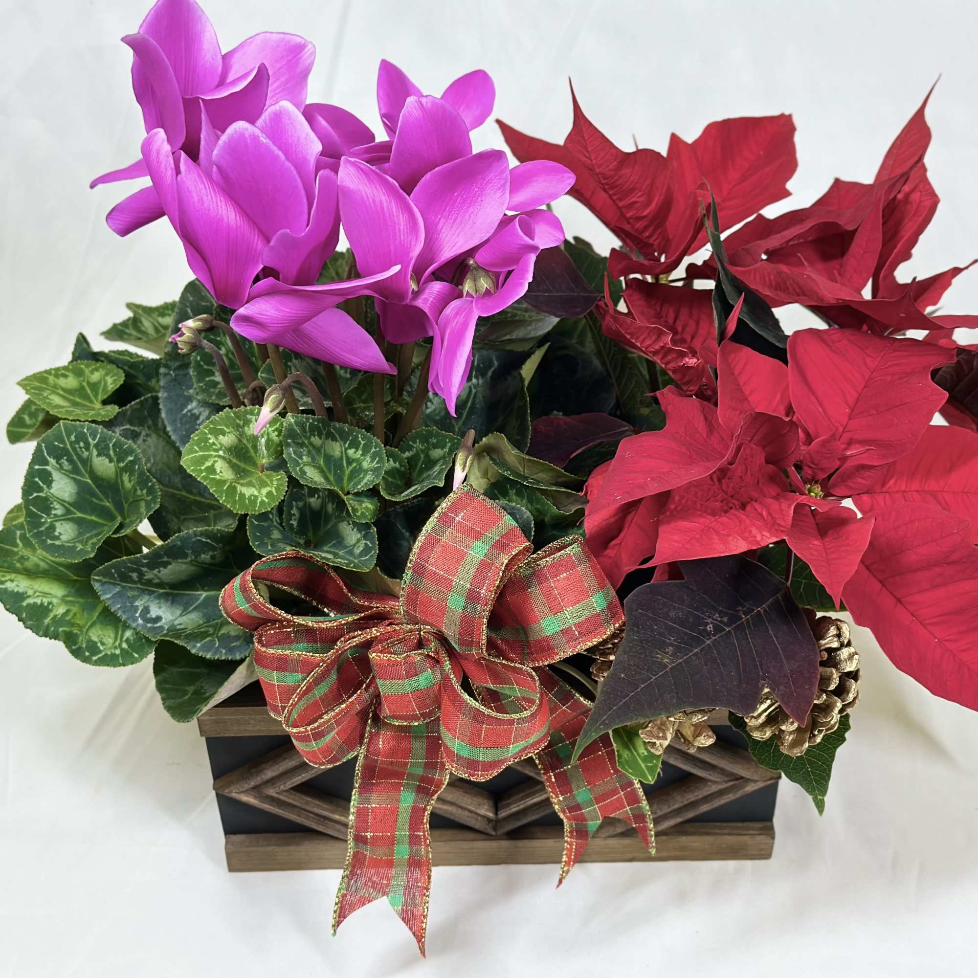 The lovely delicate blooms of a Cyclamen plant are perfect during the