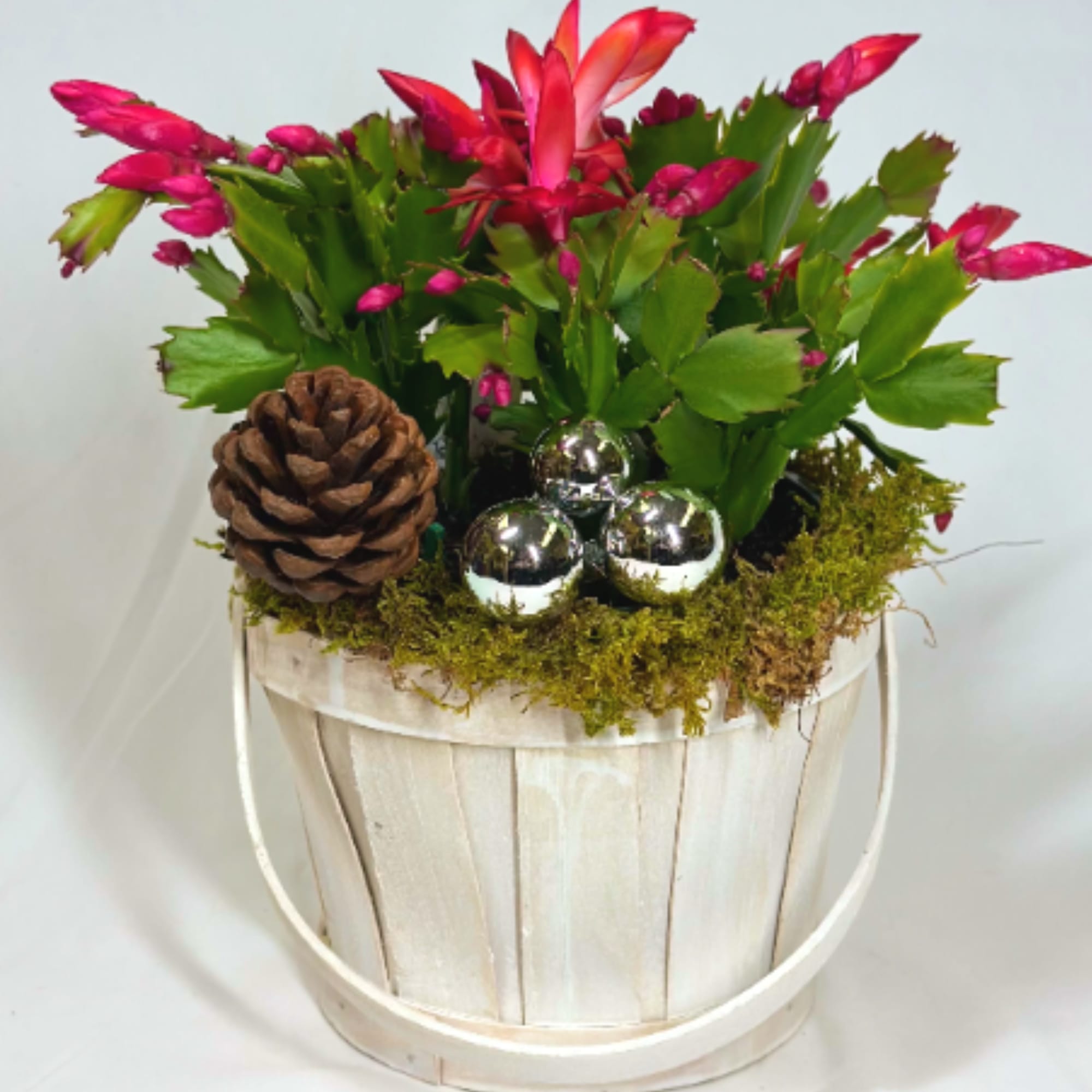 A Christmas Cactus can be a joy for years to come! Imagine