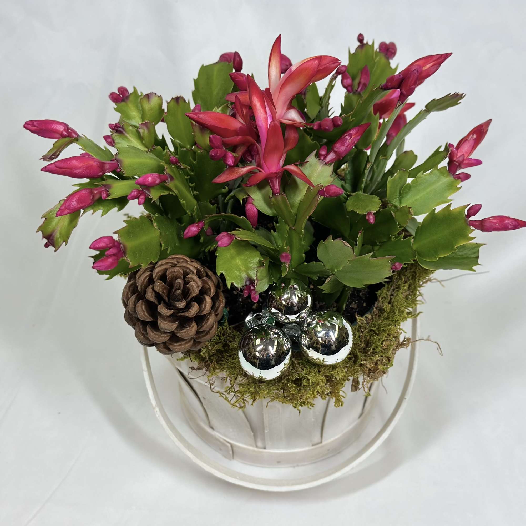A Christmas Cactus can be a joy for years to come! Imagine