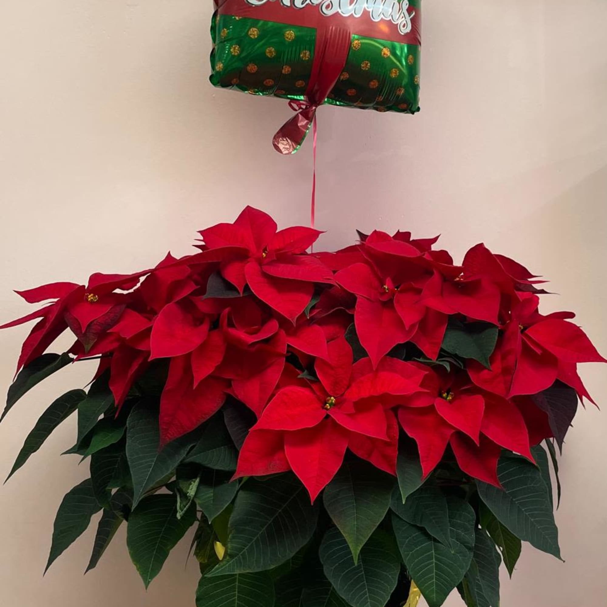 large poinsettia plant with a Merry Christmas balloon