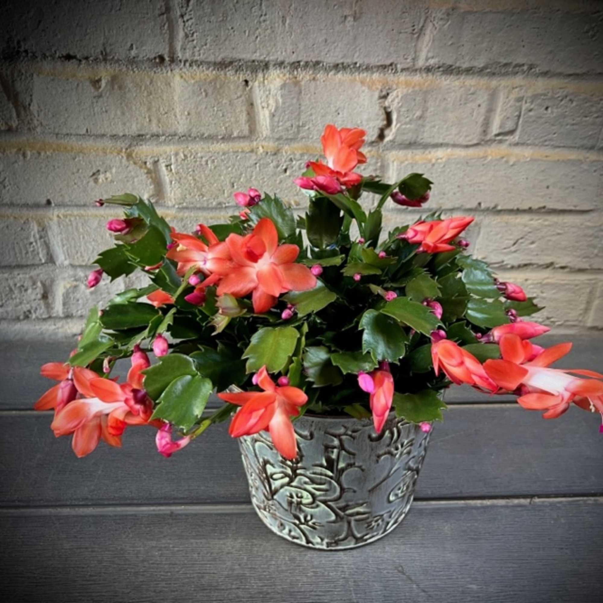 The Christmas cactus; one of our favorite and best-selling Christmas plants. The