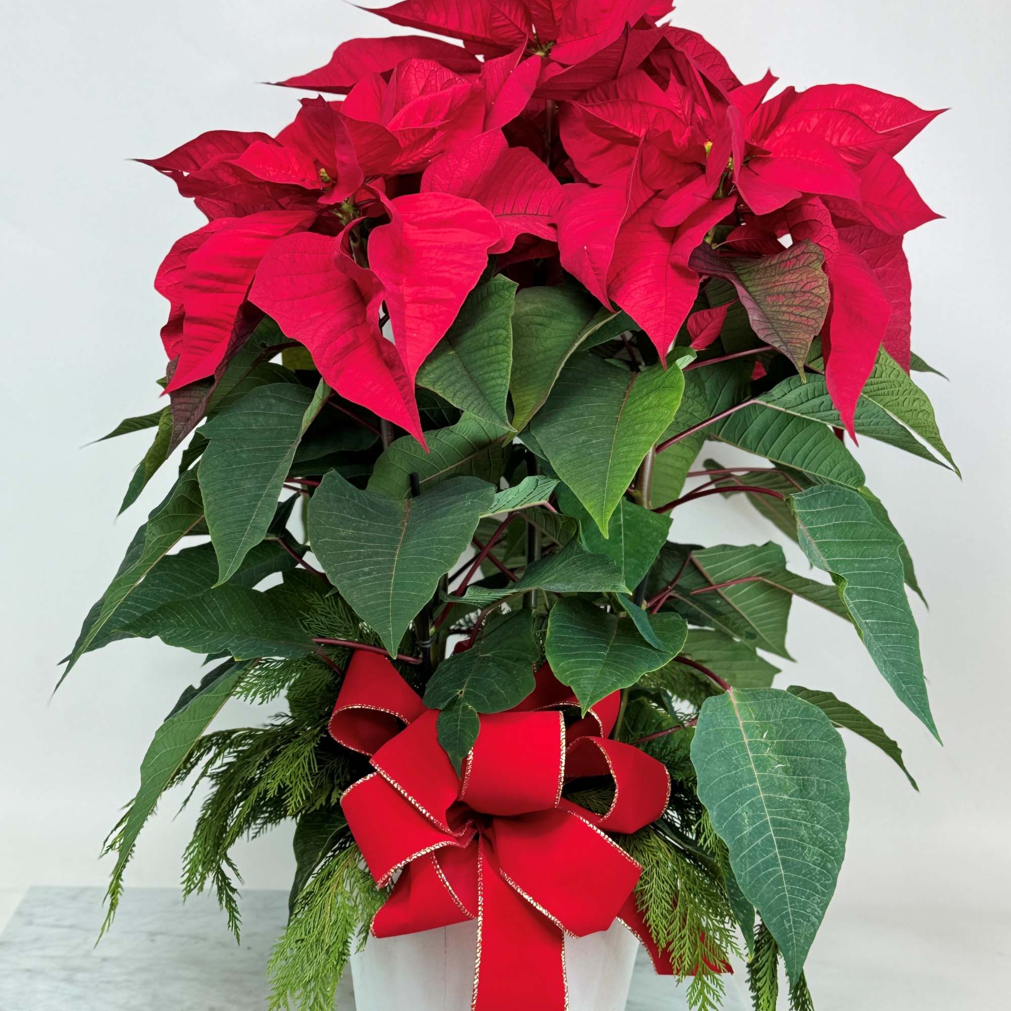 Premium multi plant poinsettia in a white container with big red bow