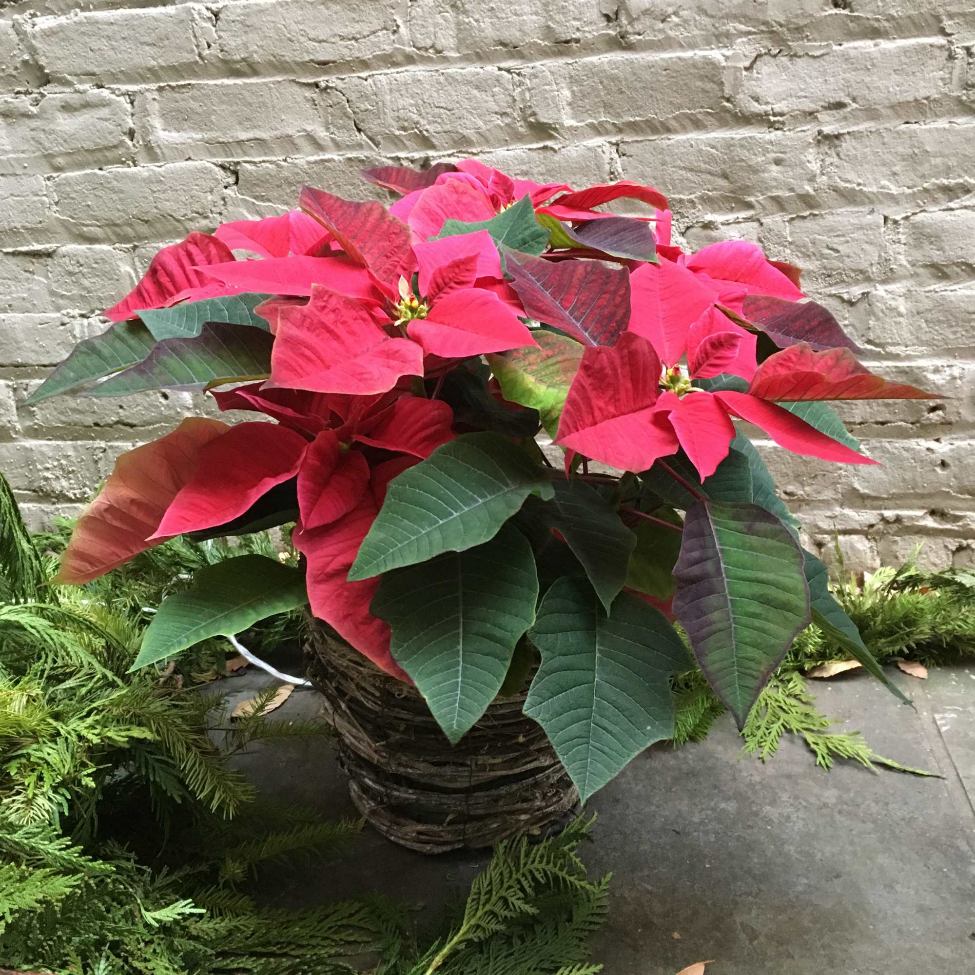 Nothing says holidays like a festive poinsettia plant!  This 6&quot; blooming